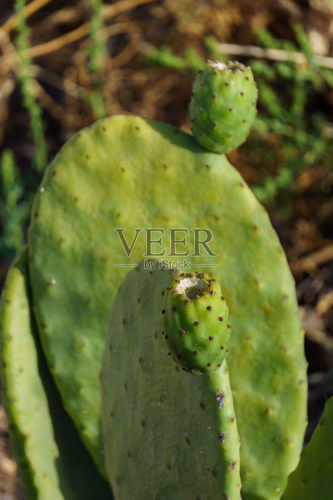背景中的一棵无花果和它的刺梨的细节照片摄影图片