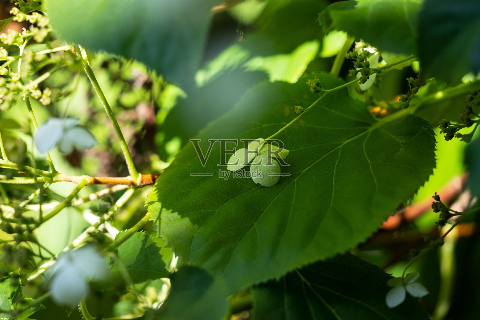 在一个阳光明媚的日子里，花园里一株绿叶植物的特写照片摄影图片