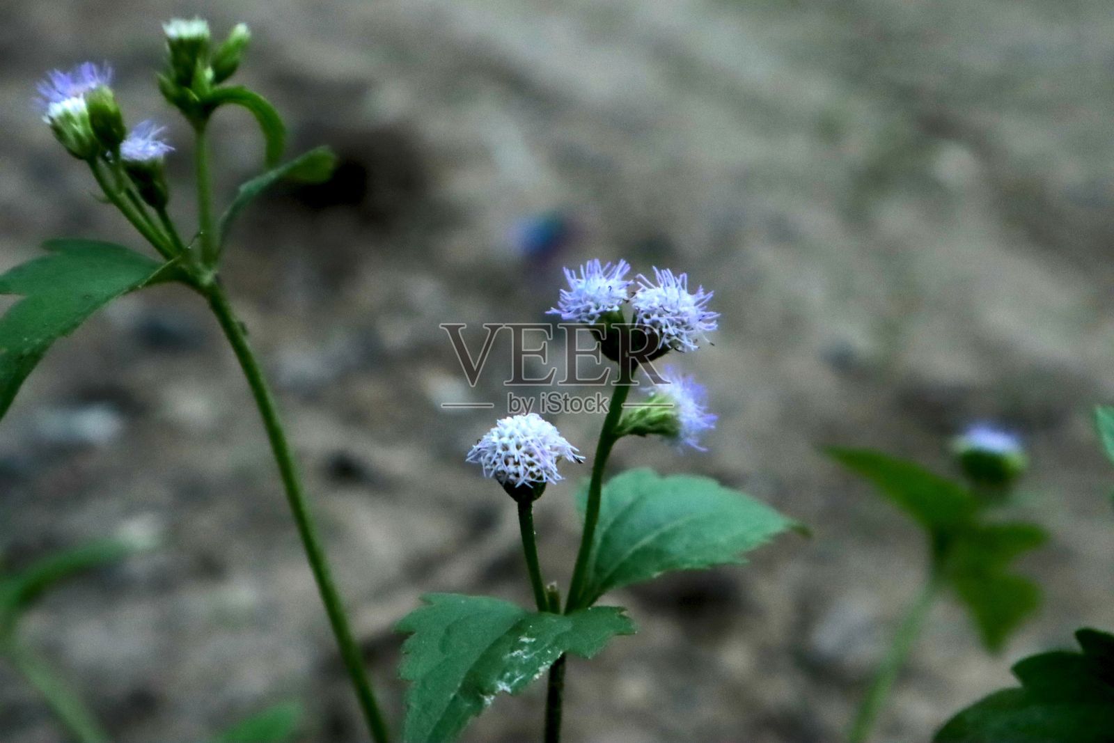 花园中鸢尾花(牙线花)的选择性聚焦镜头照片摄影图片