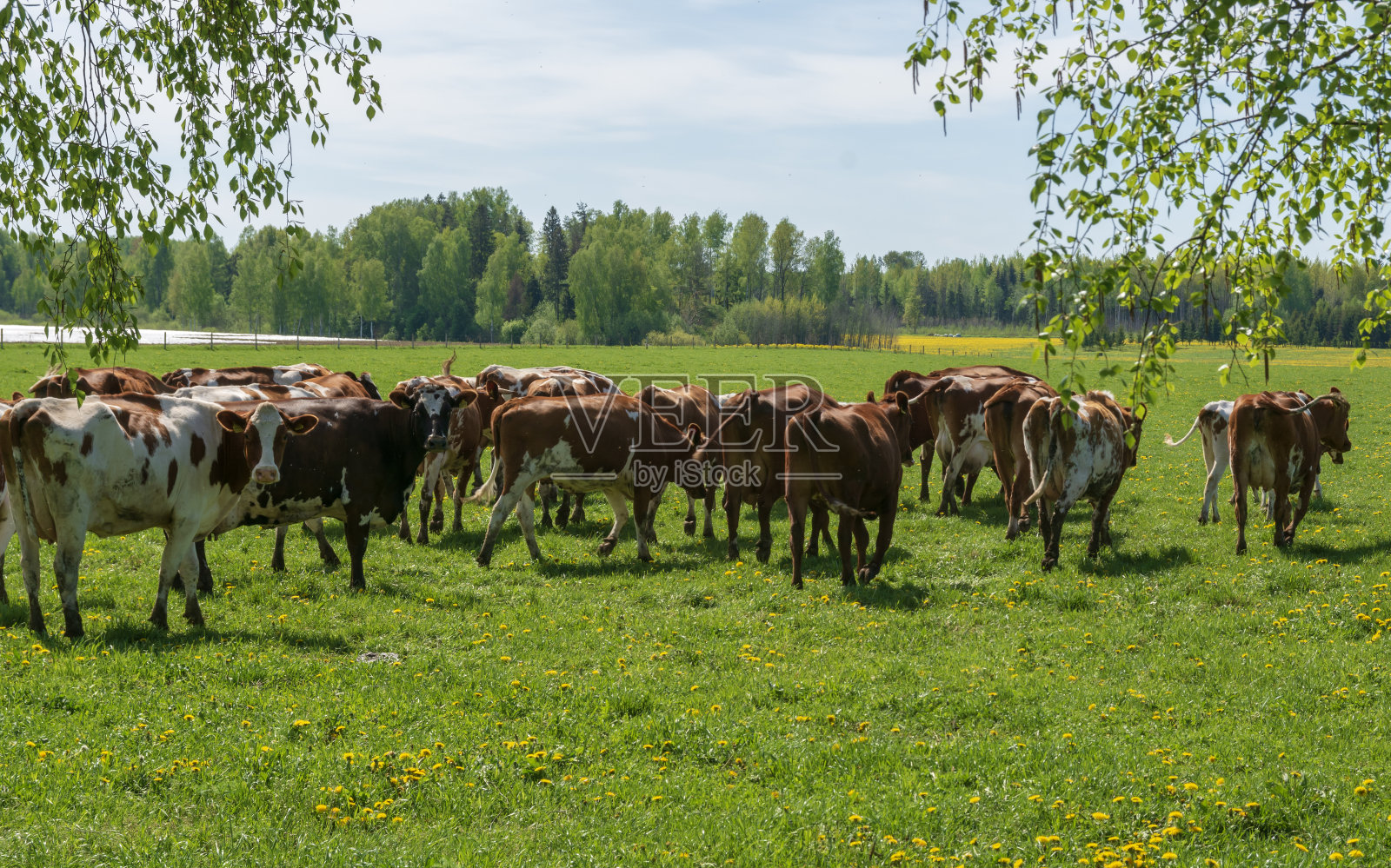 牛照片摄影图片