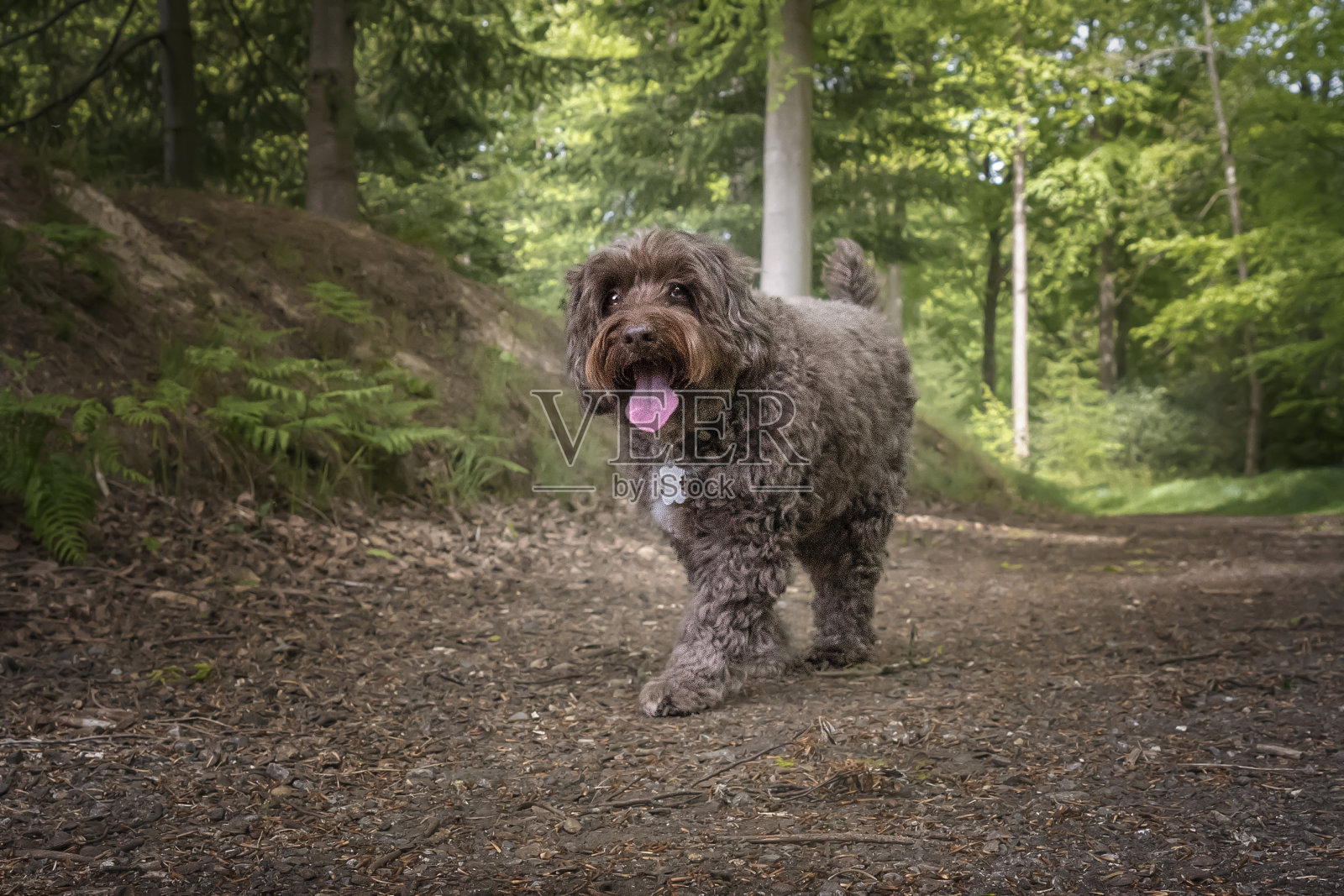 棕色的可卡鹦鹉在森林里散步照片摄影图片