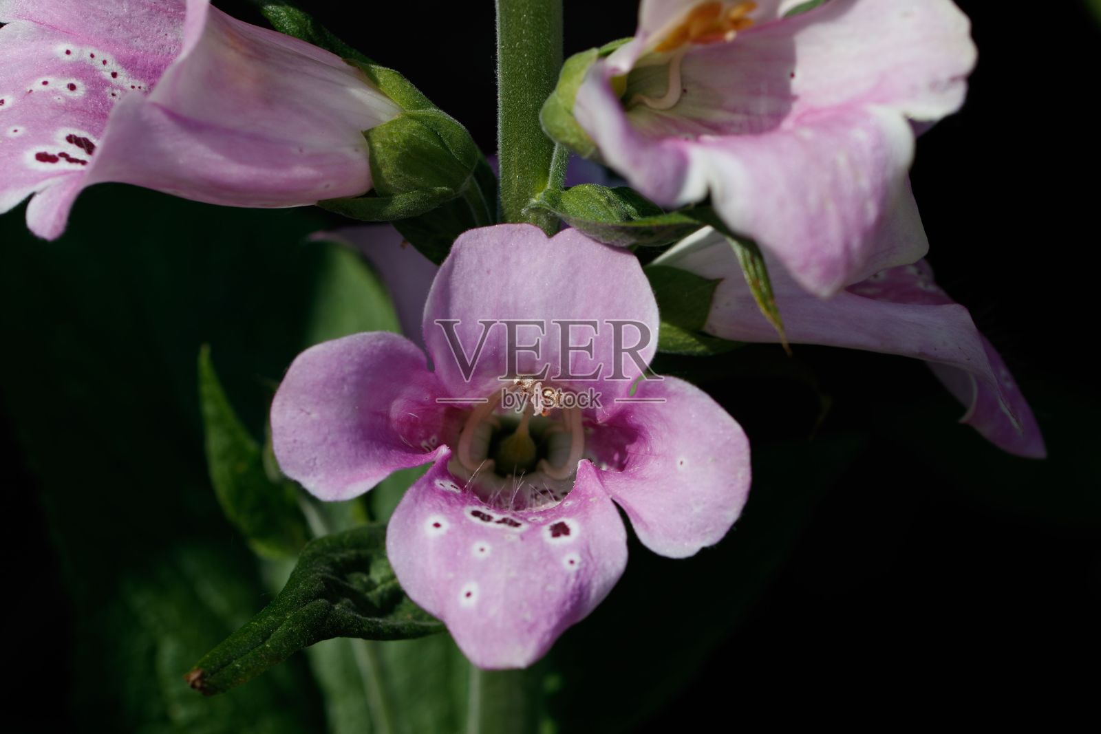 公园中毛地黄的选择性聚焦镜头照片摄影图片