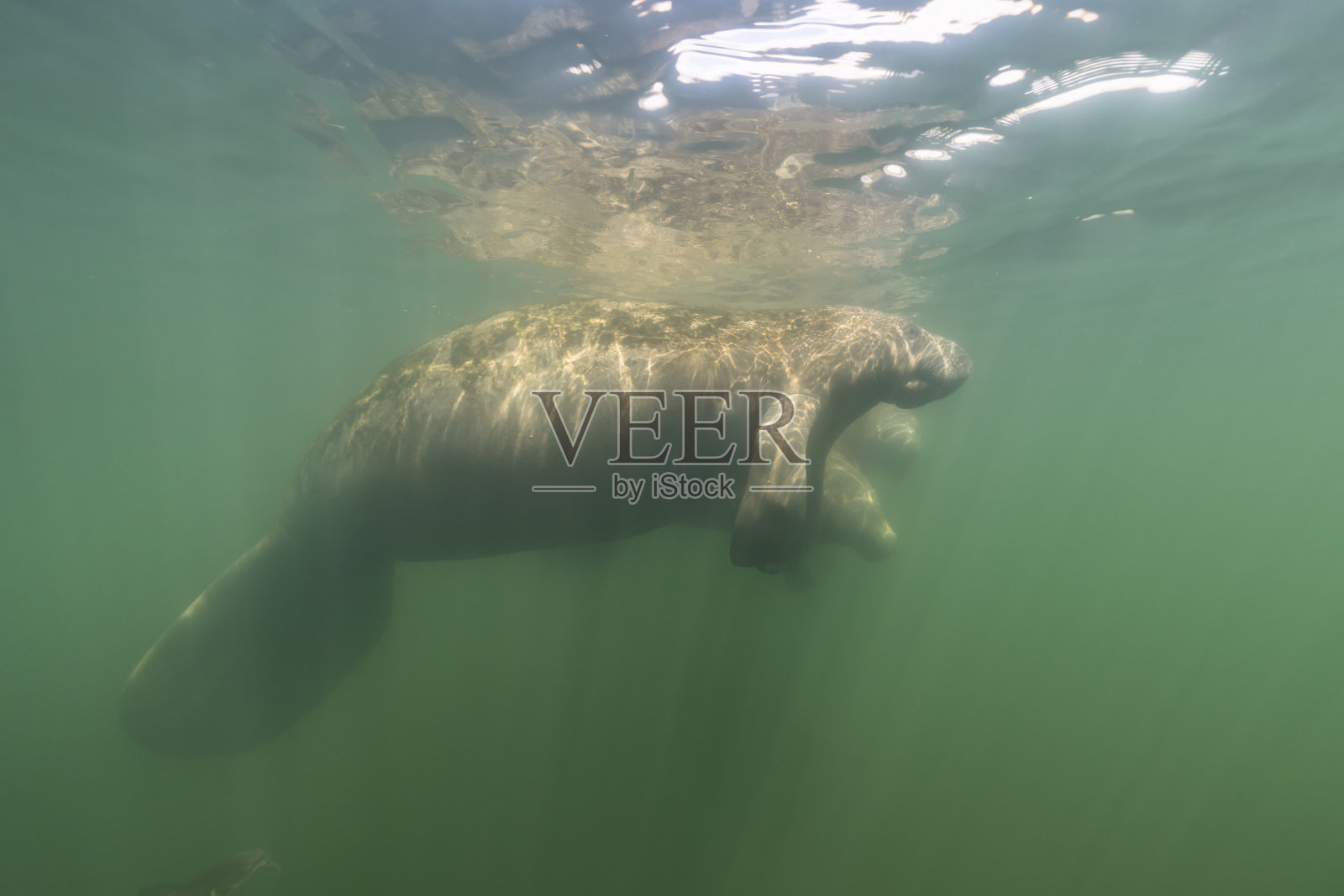 美国水晶河国王湾的海牛照片摄影图片