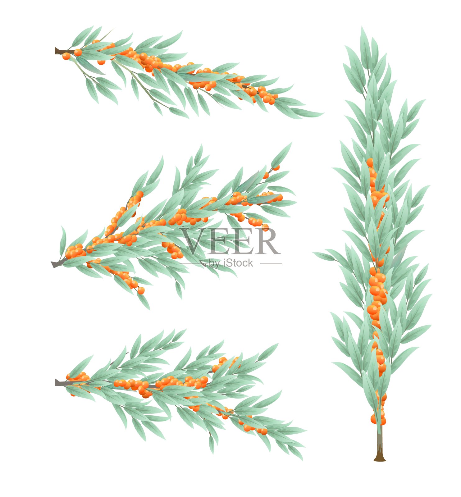 一组沙棘树的树枝和成熟的果实。收获可食用的园林植物。孤立的白色背景。有叶子和叶子的树枝。向量插画图片素材