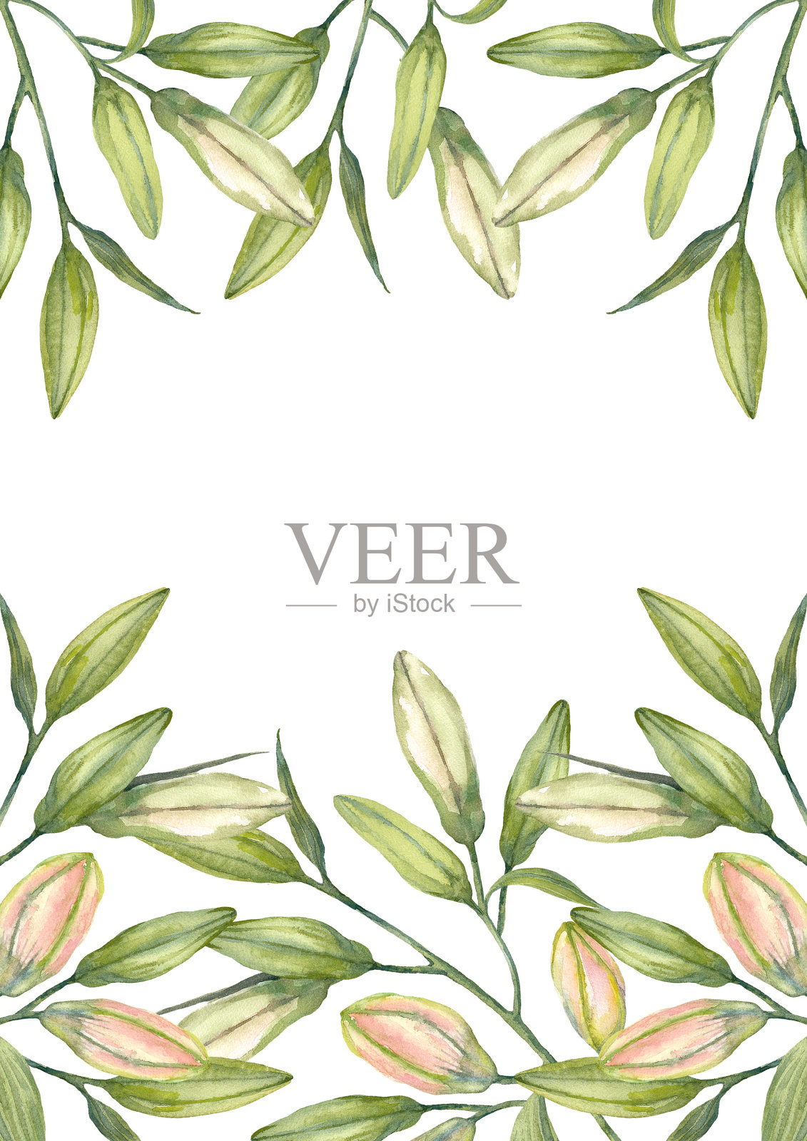 东方杂交百合。粉红色的百合花和花蕾。宣传册设计模板。水彩手绘A4版面。插画图片素材