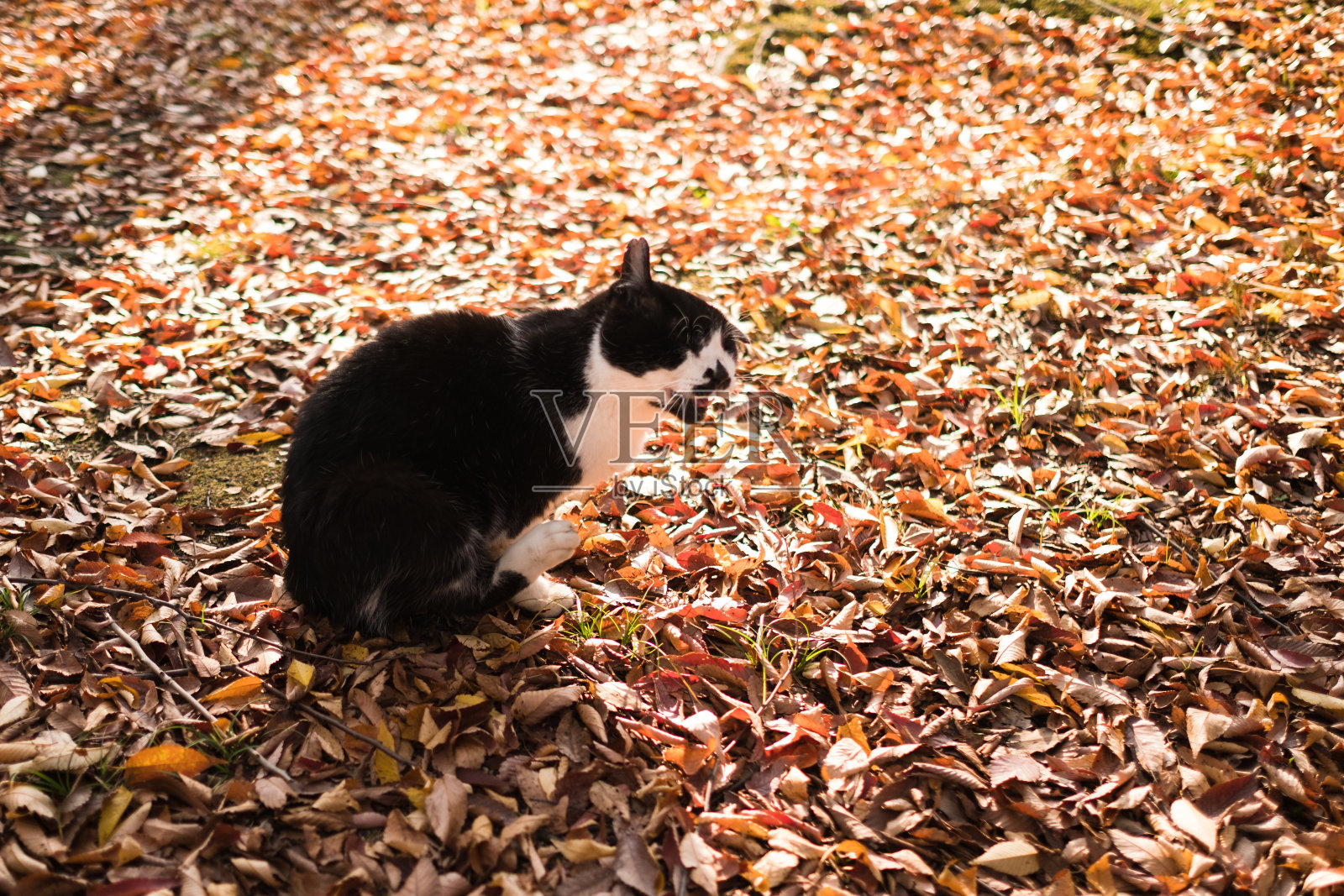 一只猫在秋天的公园里放松照片摄影图片