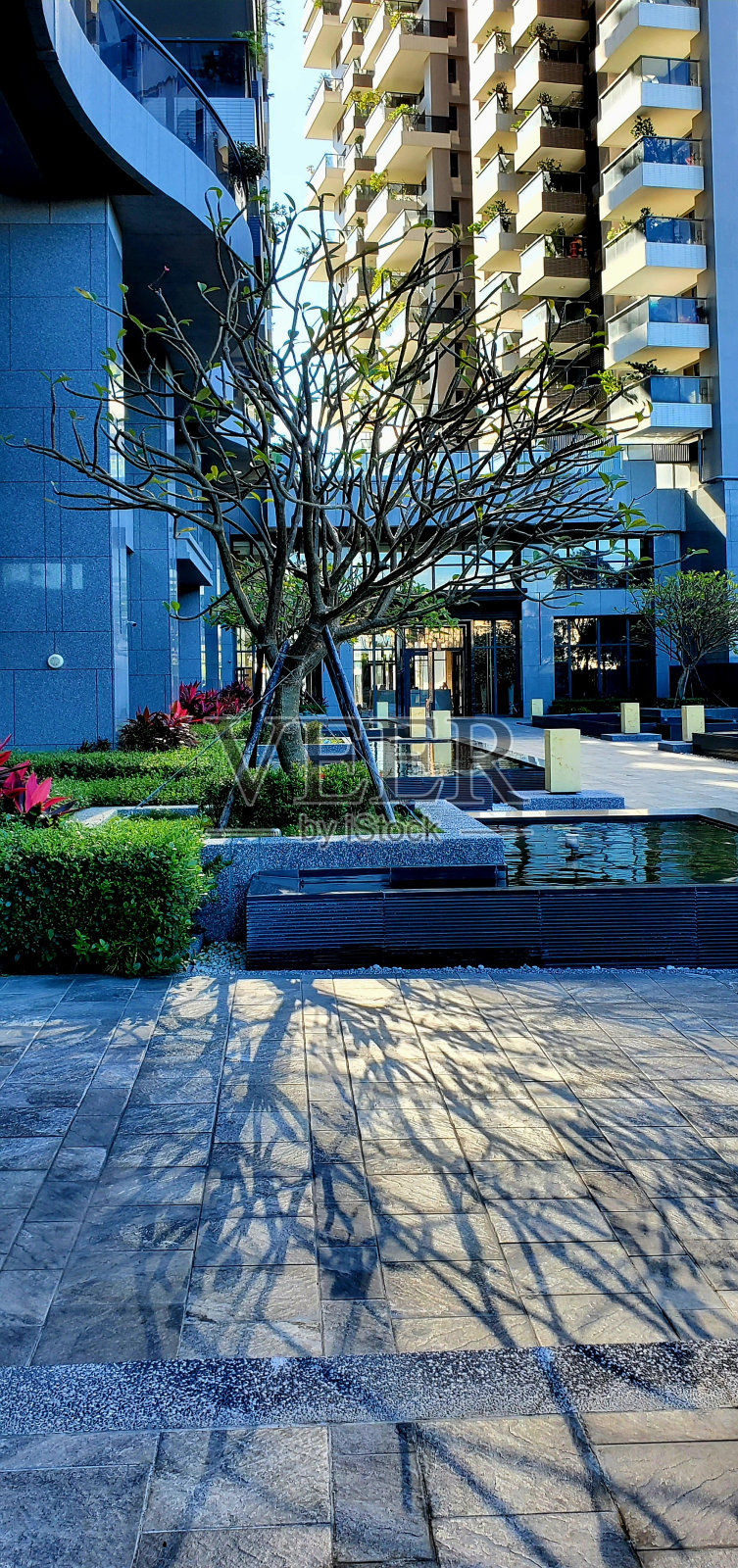 一个枯萎的鸡蛋花的倒影照片摄影图片