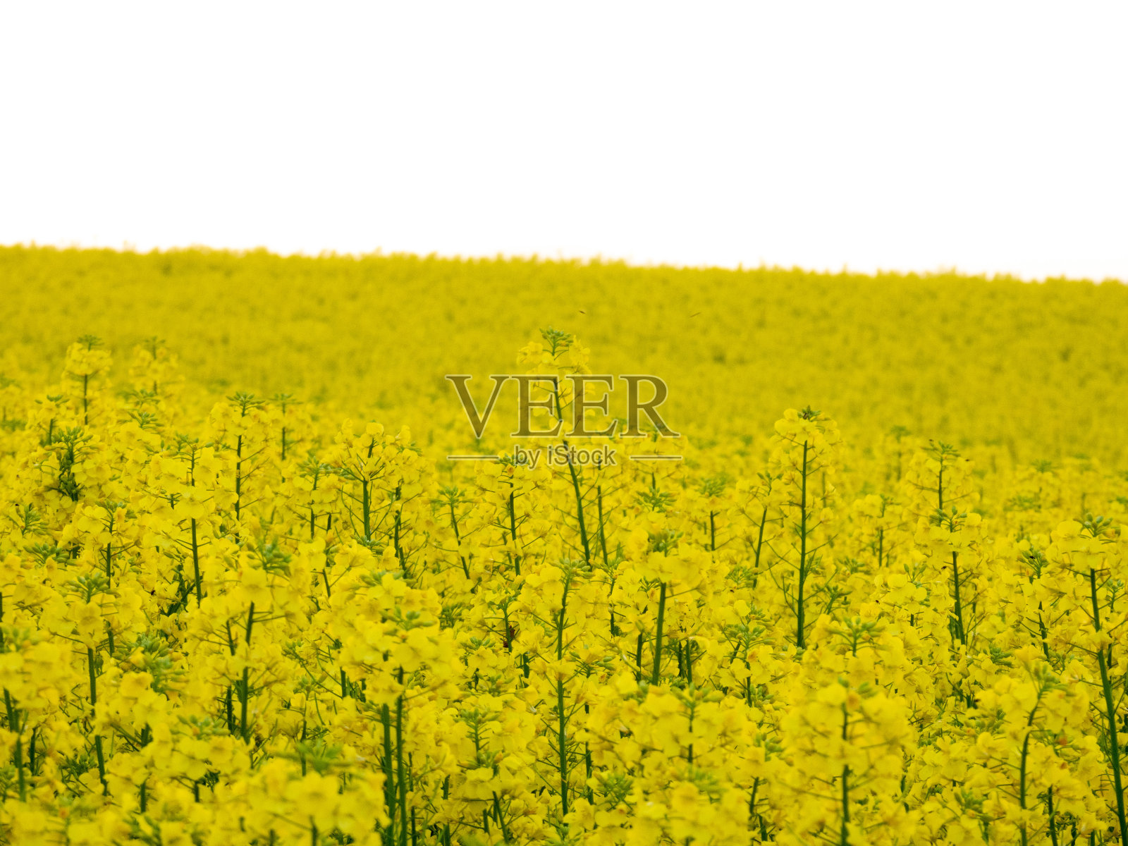 油菜花盛开照片摄影图片