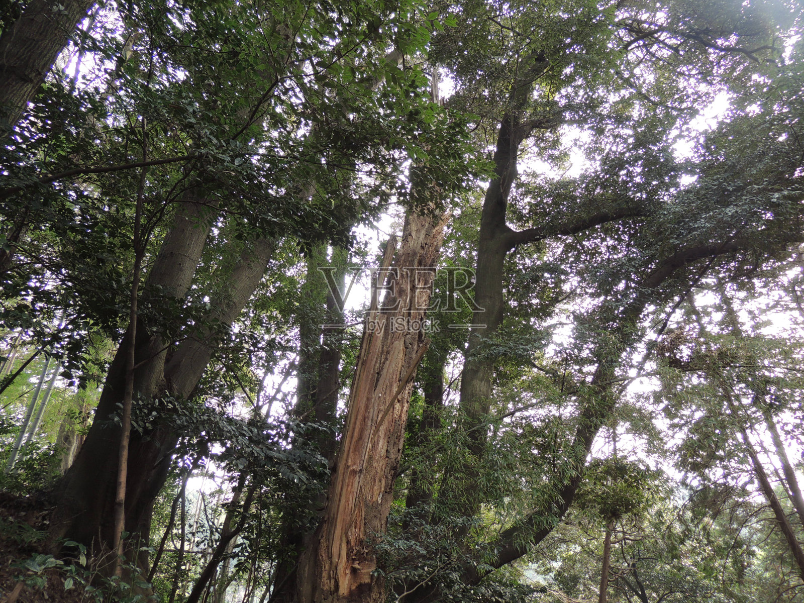 森林照片摄影图片