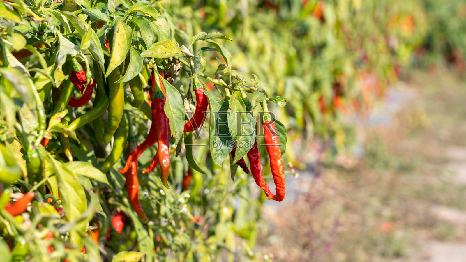 红辣椒照片摄影图片