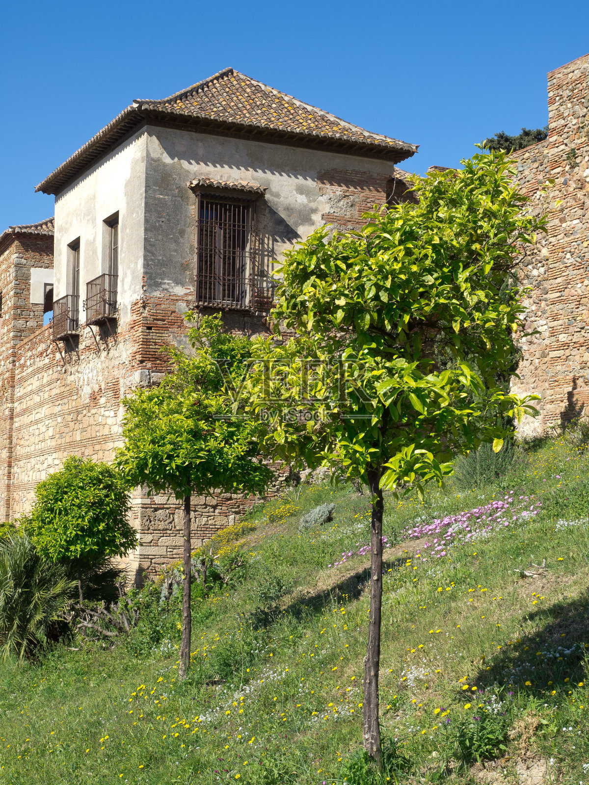 西班牙马拉加的阿尔卡扎巴城堡和一棵树的美丽景色。照片摄影图片