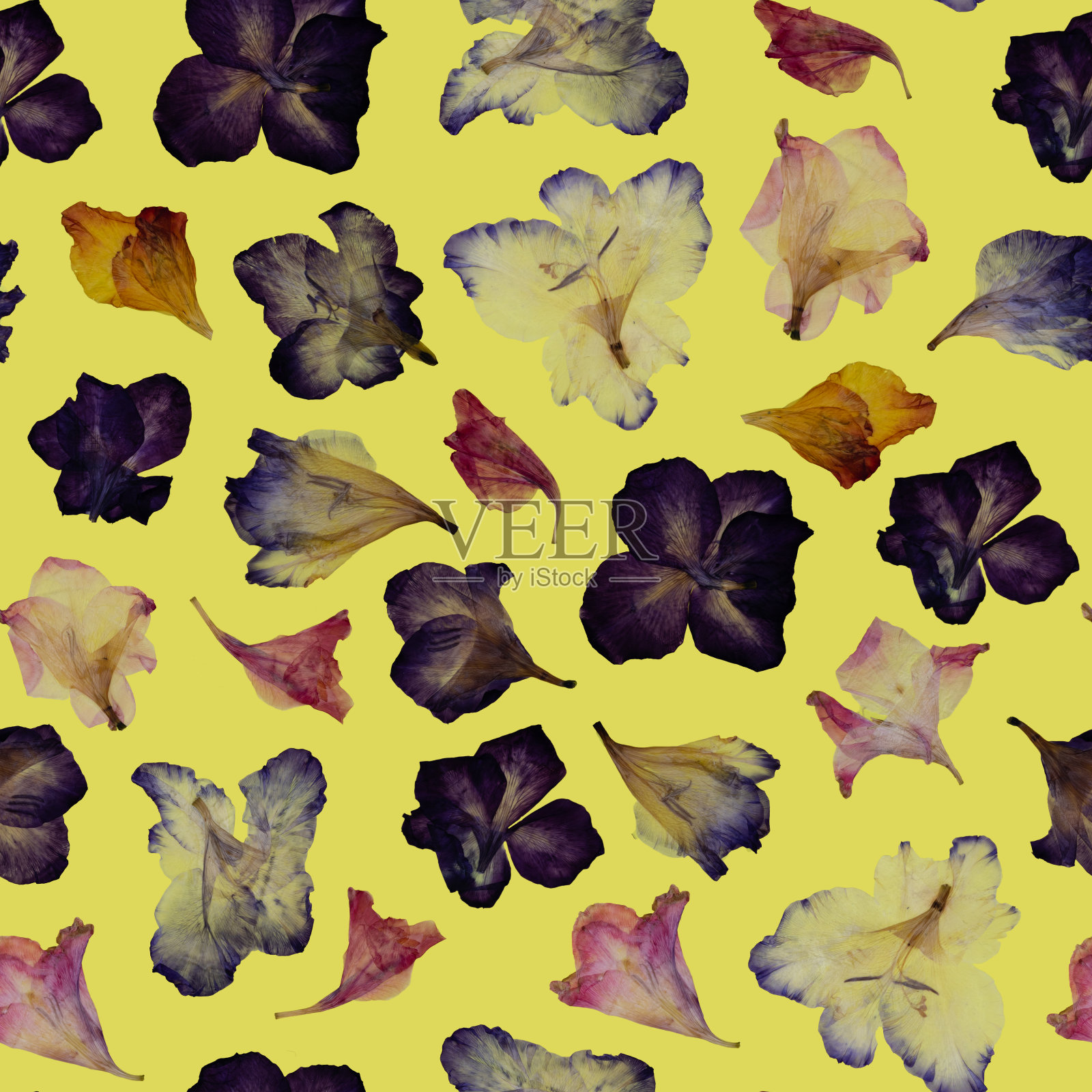无缝的花卉图案。黄色背景上的一组各种各样的干压花。照片摄影图片