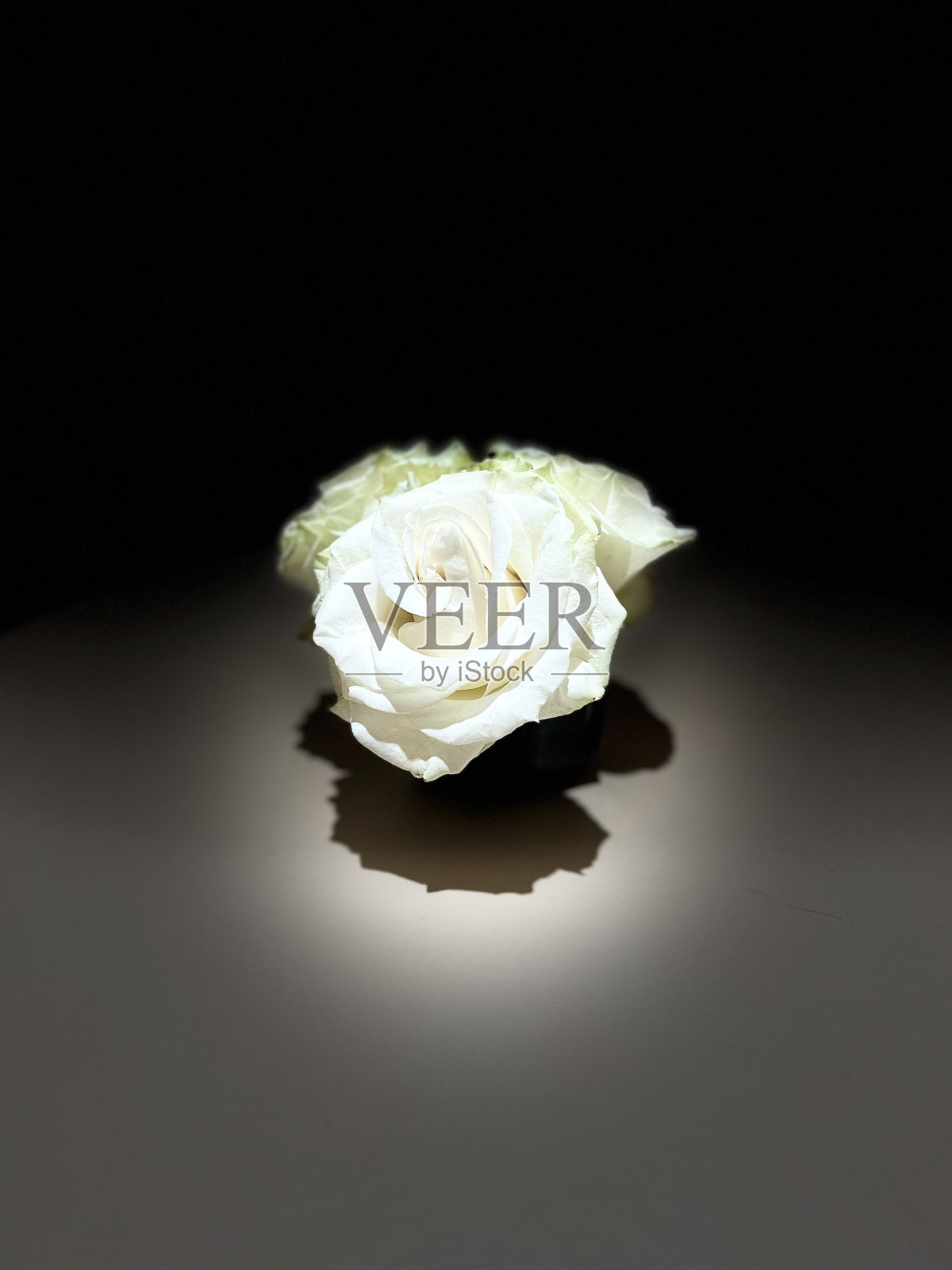 白玫瑰剪影照片摄影图片