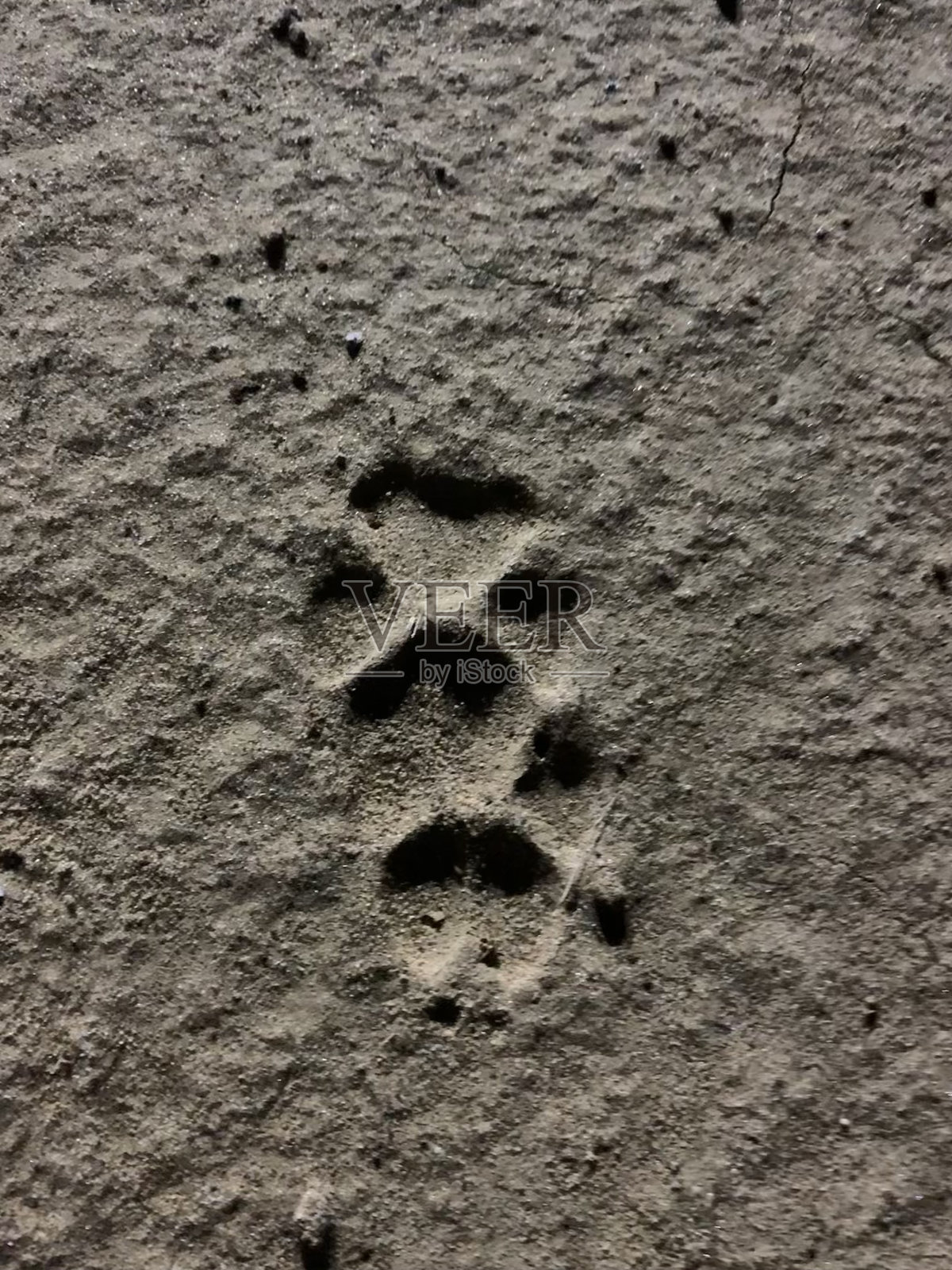 狗打印照片摄影图片