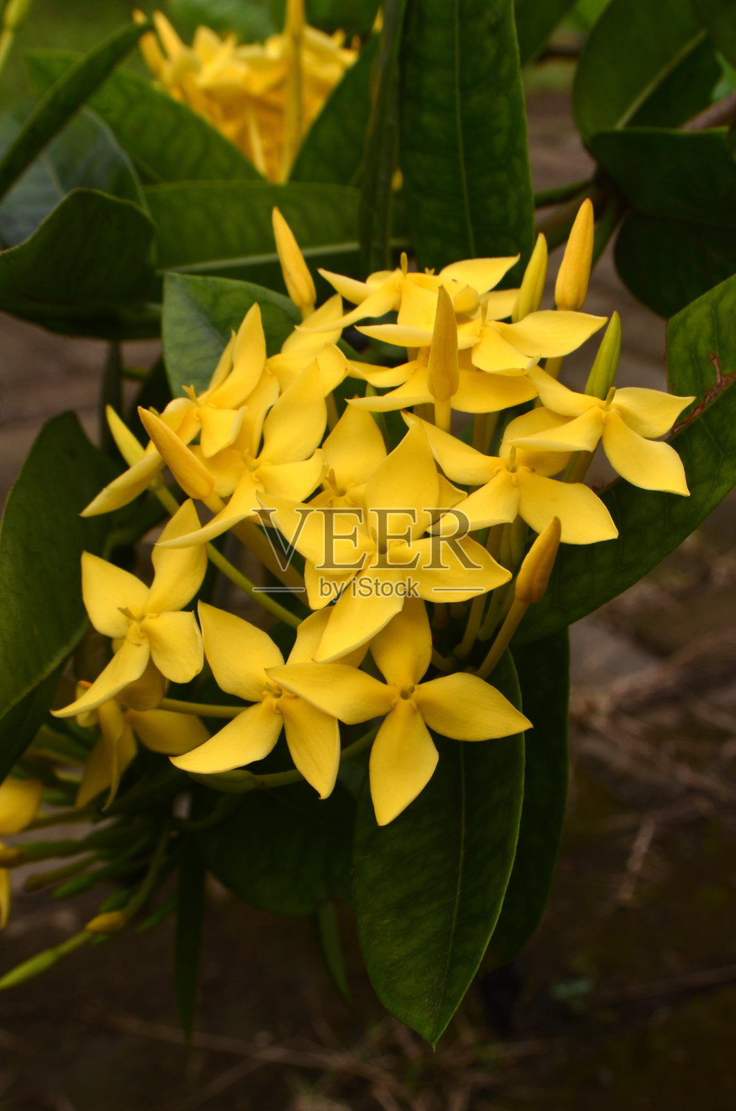 黄色的鸢尾花照片摄影图片