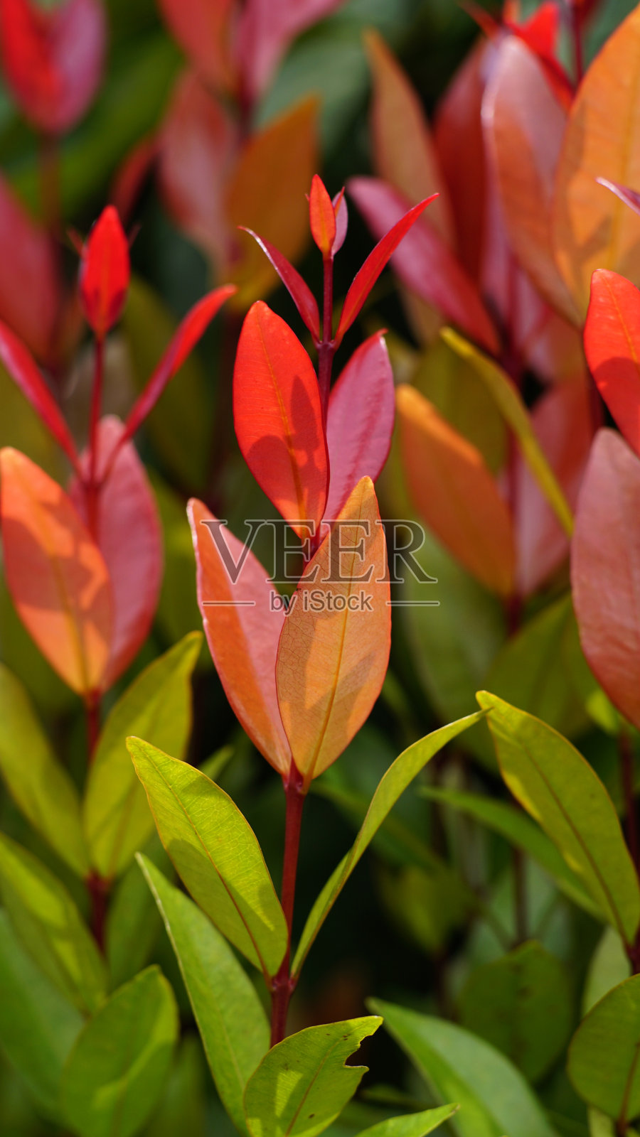 宽叶伞叶照片摄影图片