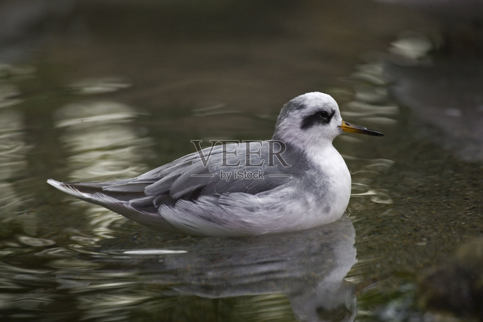 红色Phalaropus fulicarius，在浅水上放松照片摄影图片