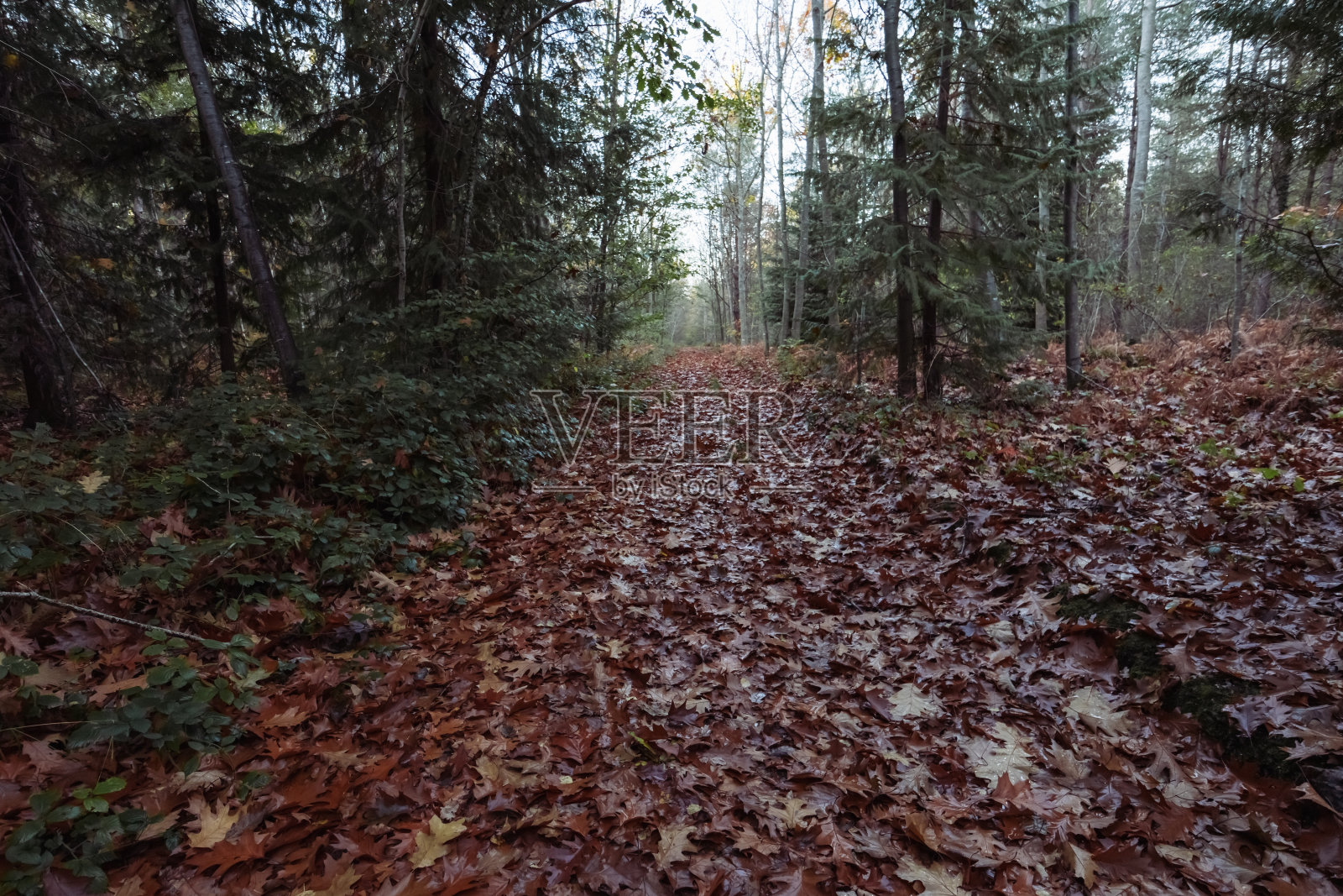 秋天的森林景观特写，草地上有黄叶，地上有留字的地方照片摄影图片