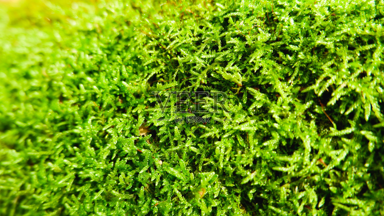 自然背景。绿色苔藓纹理特写与浅景深。阳光。照片摄影图片