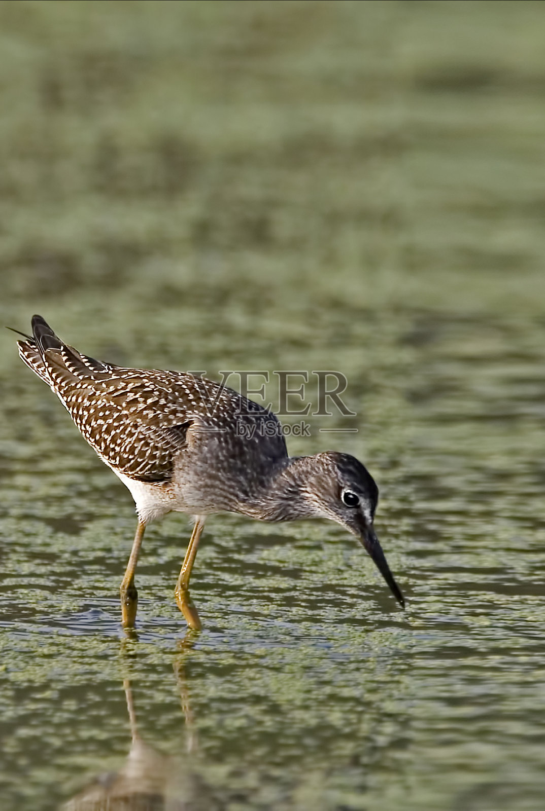 小黄腿鱼，黄鳝，在沼泽中觅食照片摄影图片
