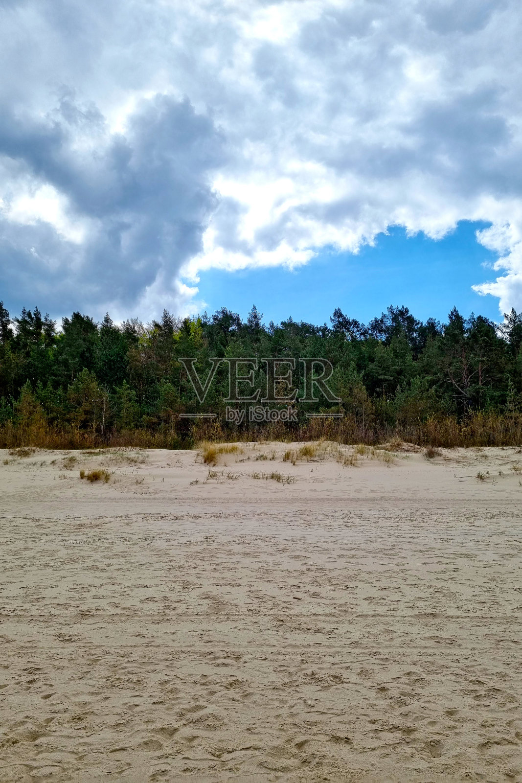 美丽的自然背景。在海边的沙滩上生长着一片松树林。照片摄影图片