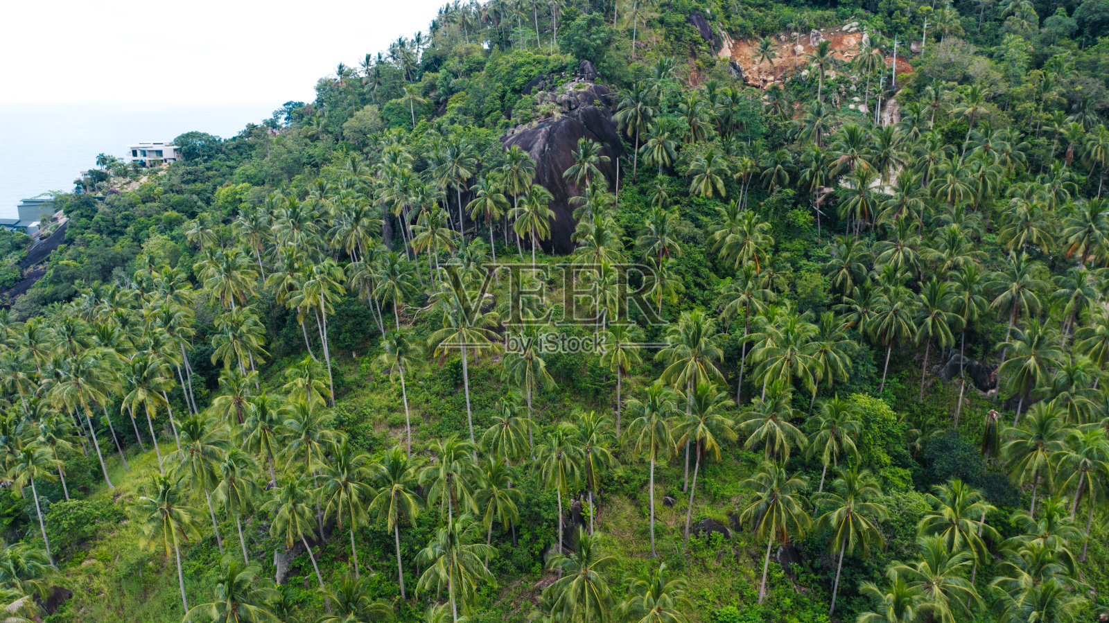 鸟瞰美丽的自然环境，郁郁葱葱的绿色棕榈树生长在亚洲岛屿的斜坡上。热带植物照片摄影图片