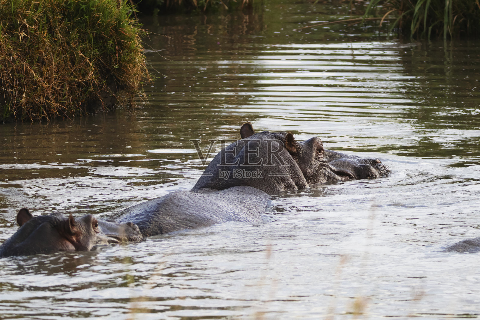 河马照片摄影图片