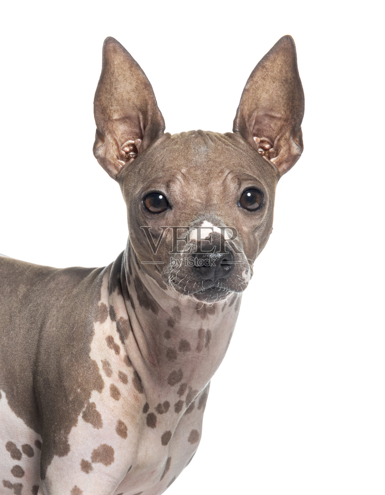 美国无毛梗犬的头部照片，孤立在白色上照片摄影图片