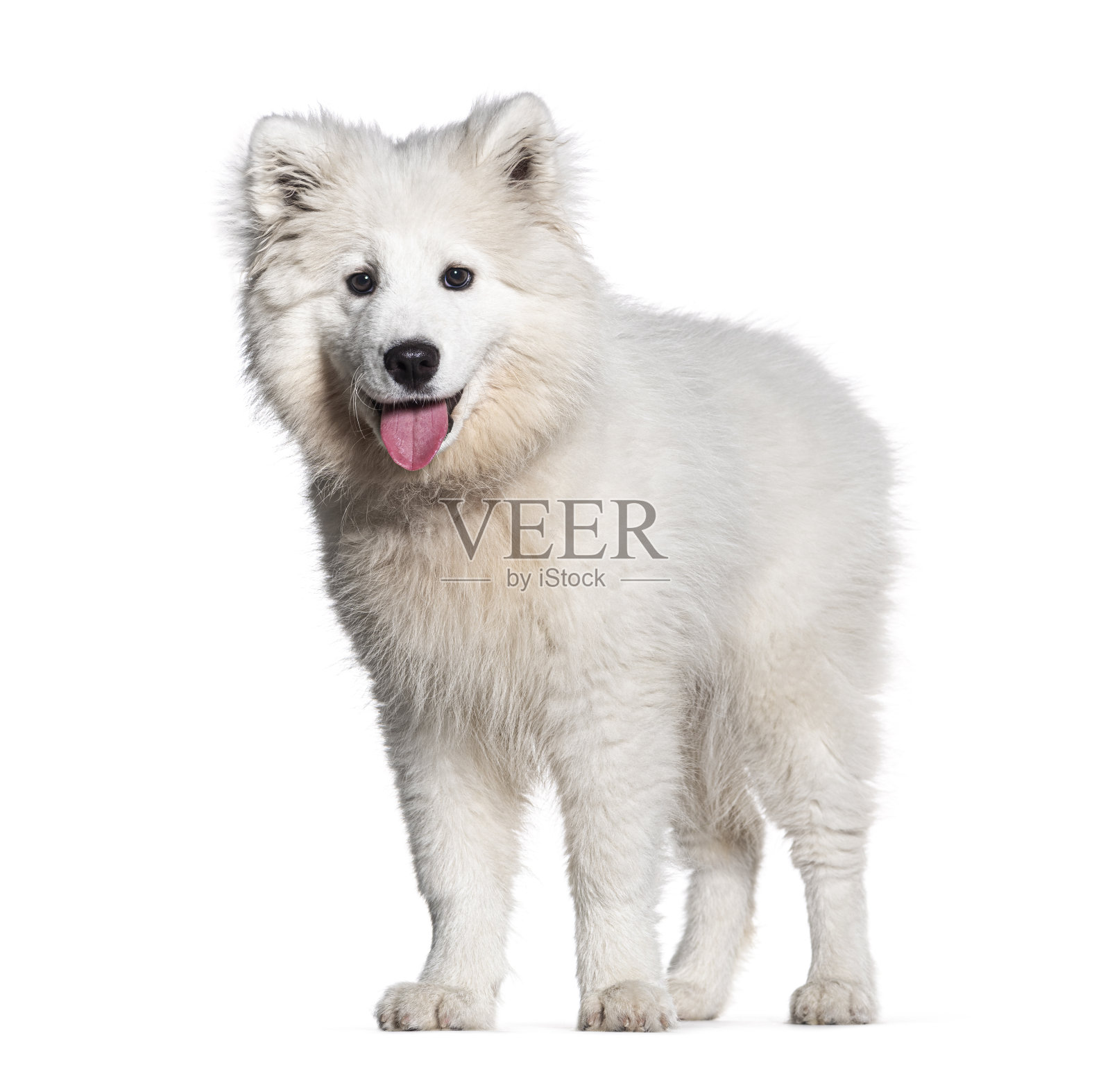 四个月大的小狗萨摩耶坐着喘气，孤立地躺在白色的地上照片摄影图片