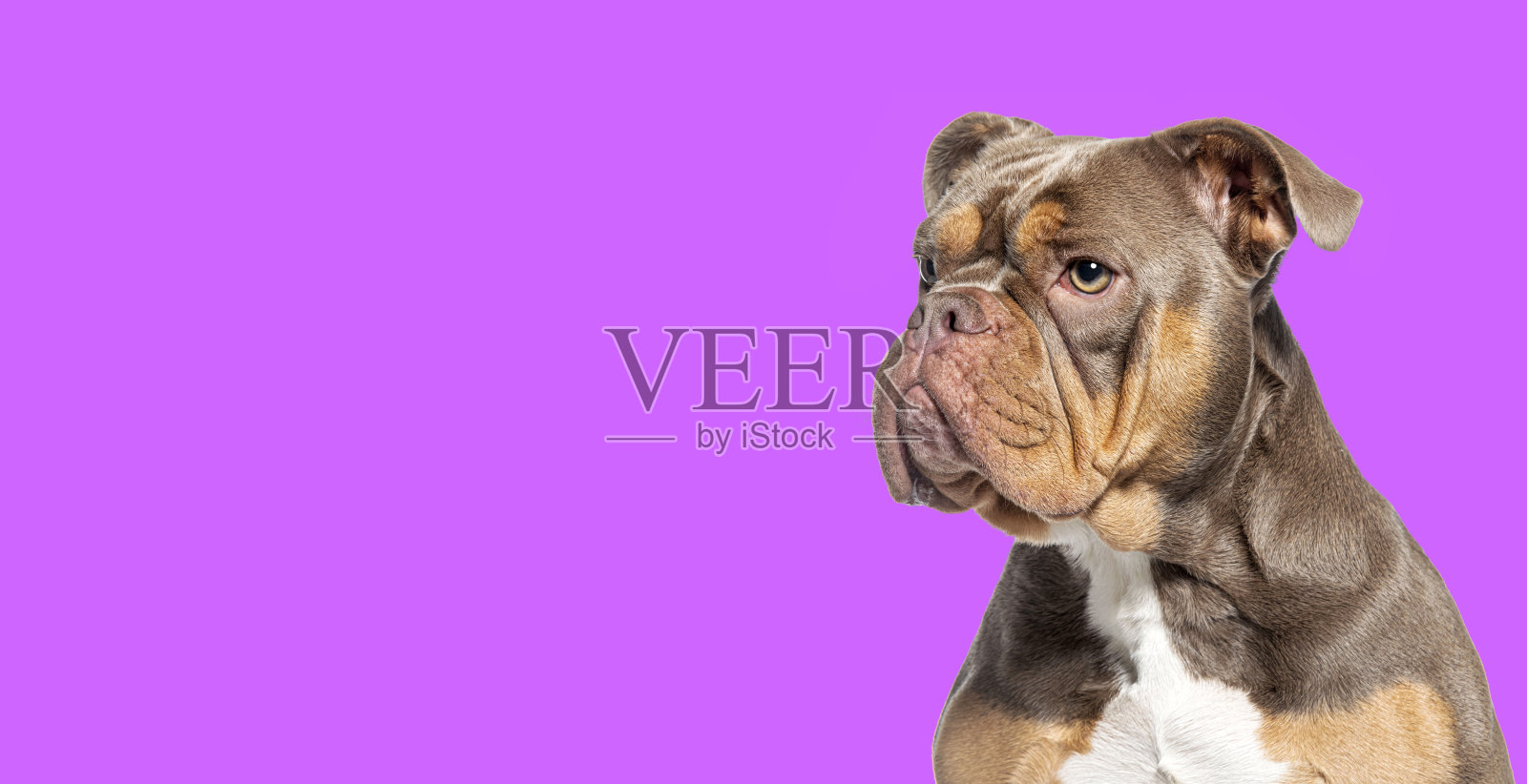 一只美国霸凌犬在紫色背景下向外张望的头部照片照片摄影图片