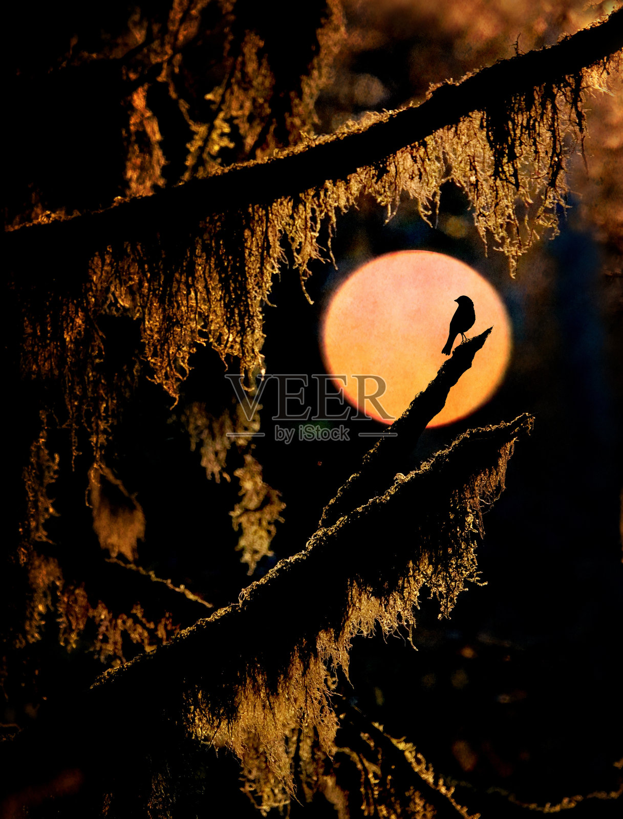 森林鸟照片摄影图片