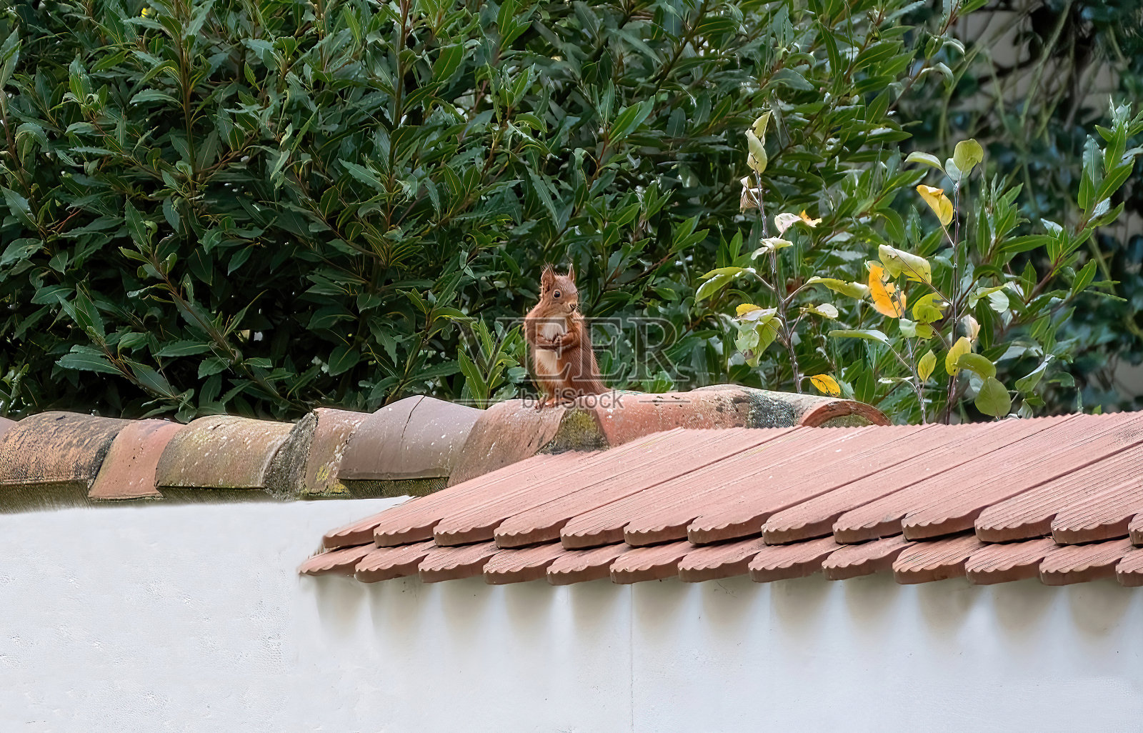 好奇的松鼠在一个安全的地方探索附近照片摄影图片