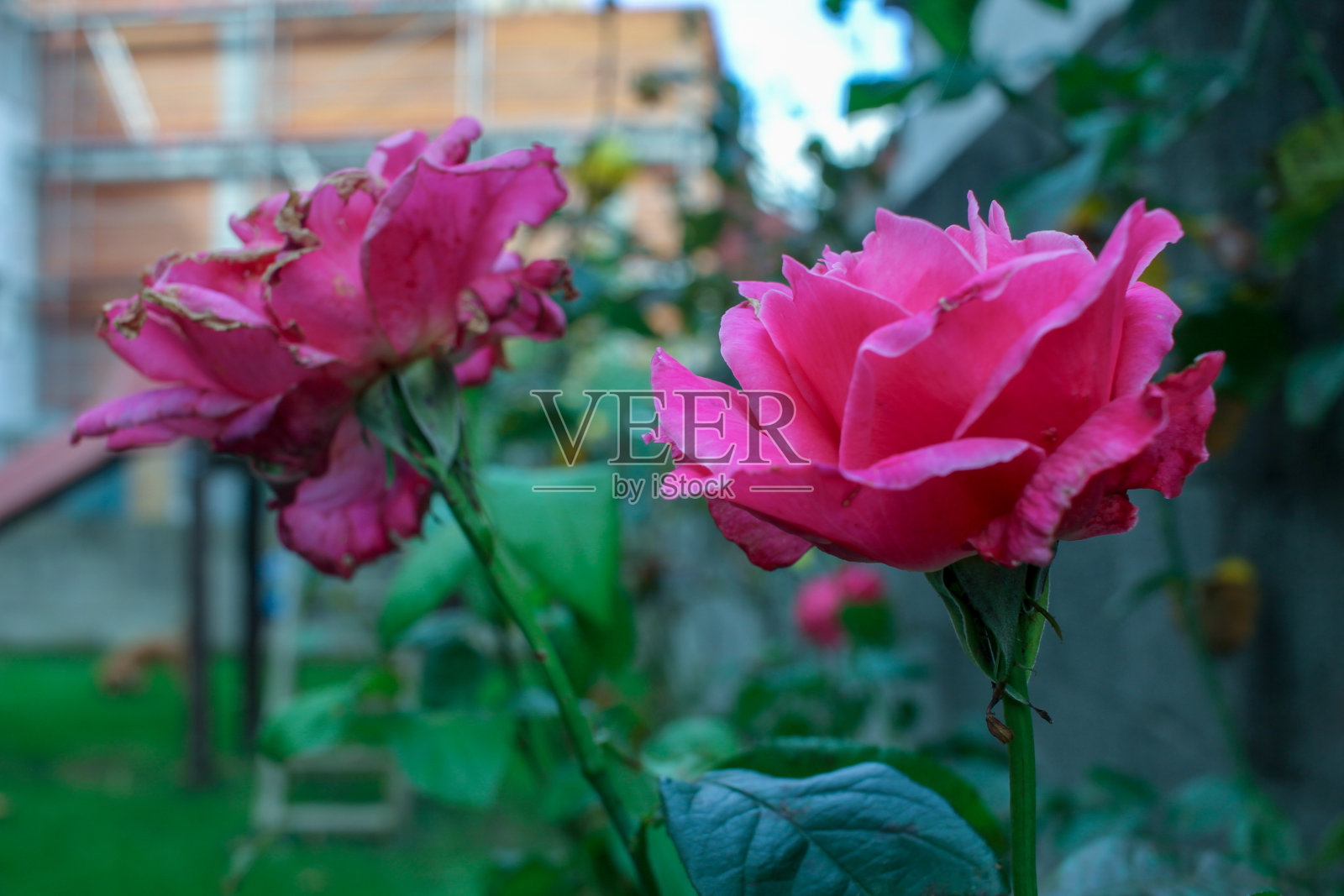 我的花园里有秋天的老玫瑰照片摄影图片