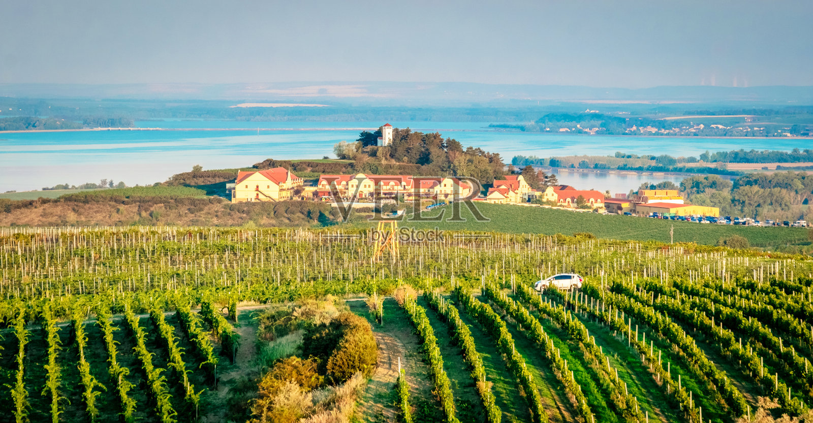 阳光葡萄种植园照片摄影图片