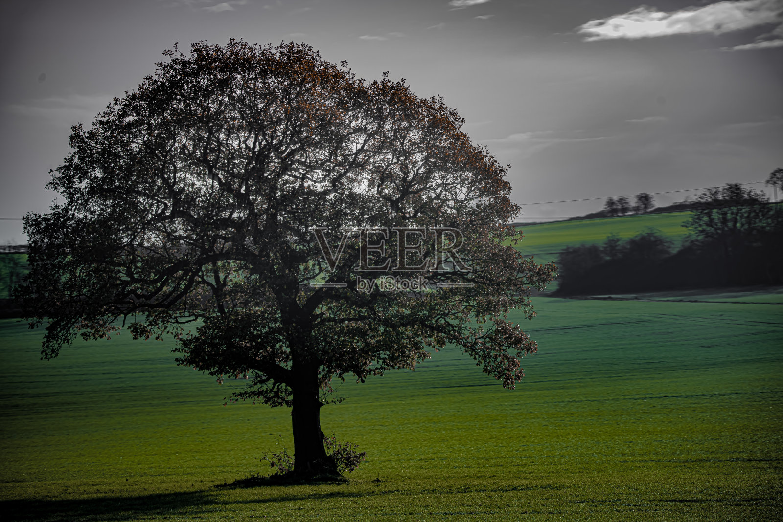 橡树照片摄影图片