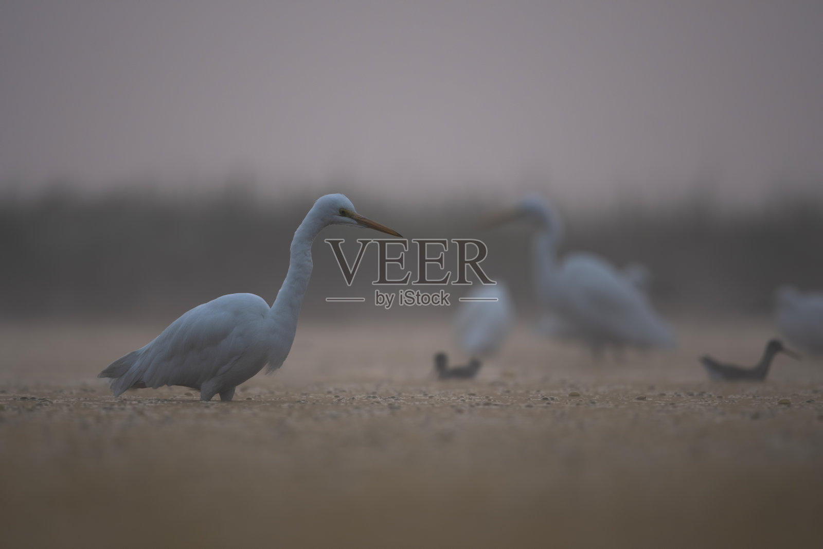 雾蒙蒙早晨的大白鹭照片摄影图片