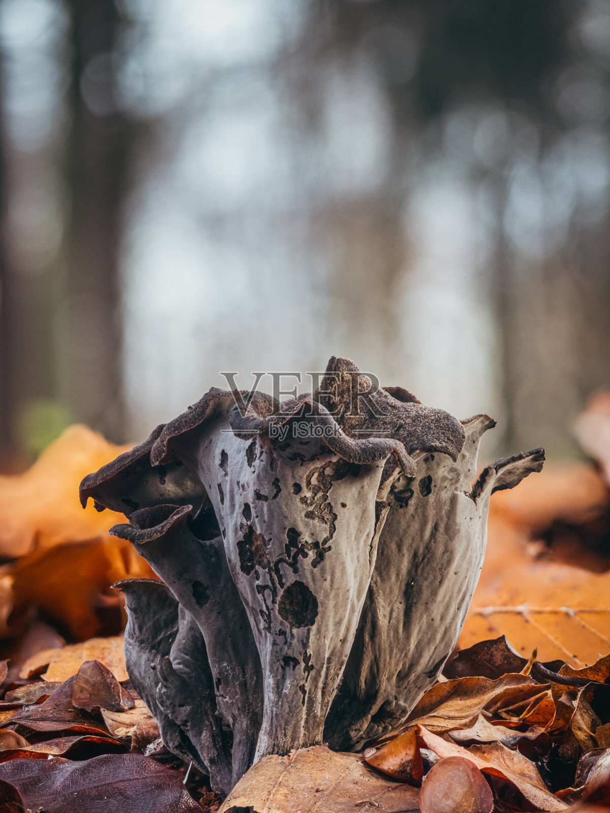 一群真菌(死亡号角)生长在落叶林的干叶之间。照片摄影图片
