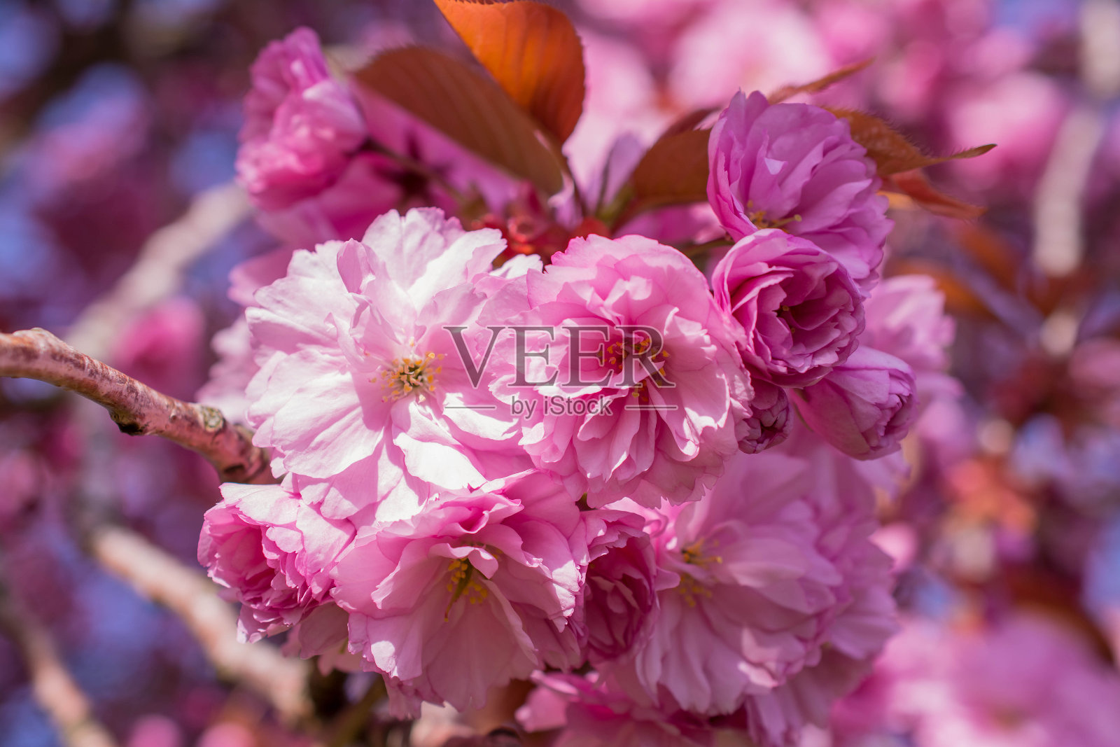 粉红色的樱花树在春天照片摄影图片