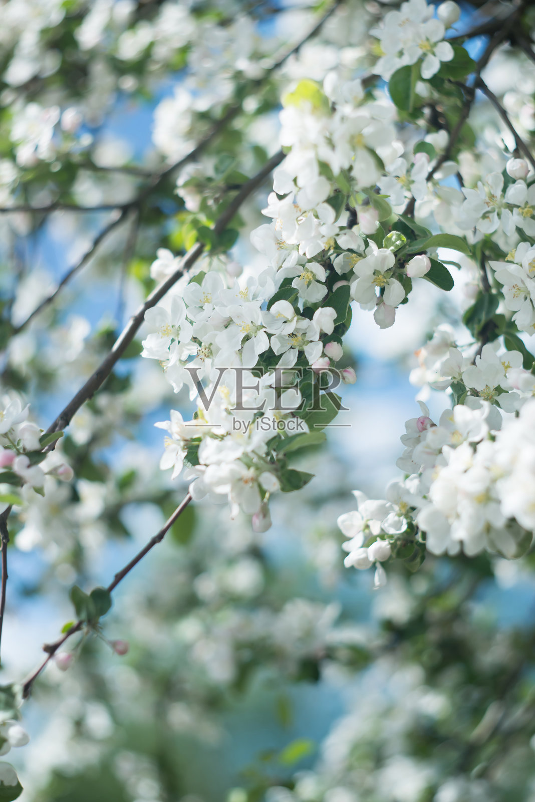 苹果树在春天开花。自然照片摄影图片