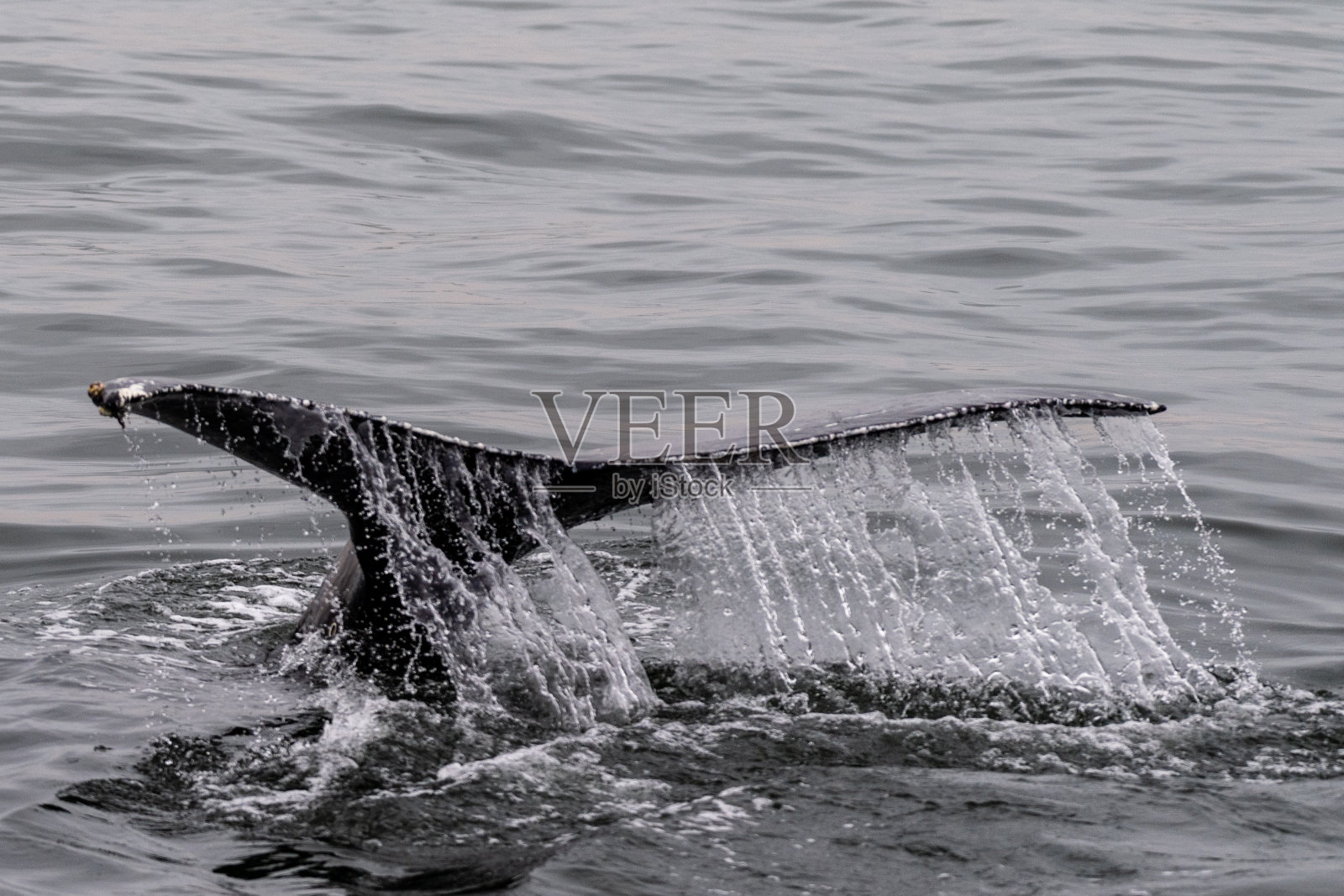 鲸鱼的特写照片摄影图片