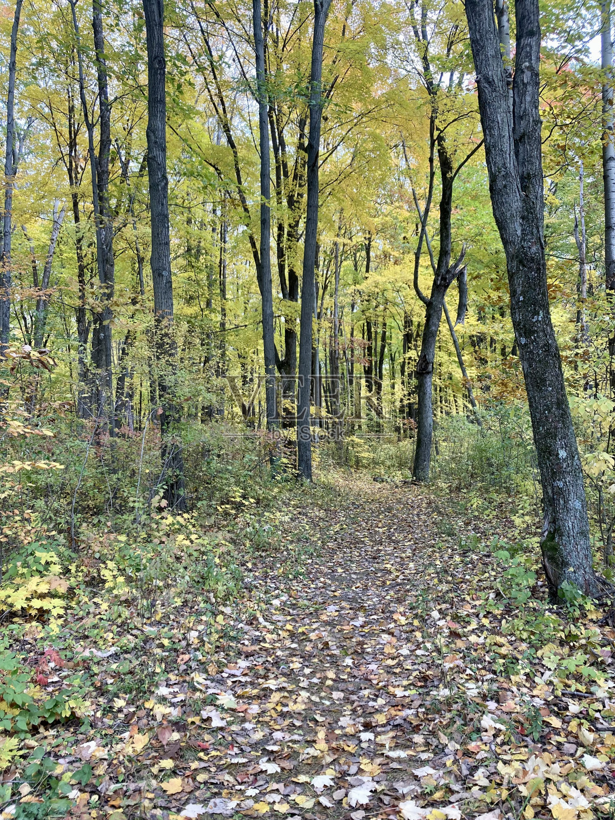 凯特冰碛森林的秋天色彩照片摄影图片
