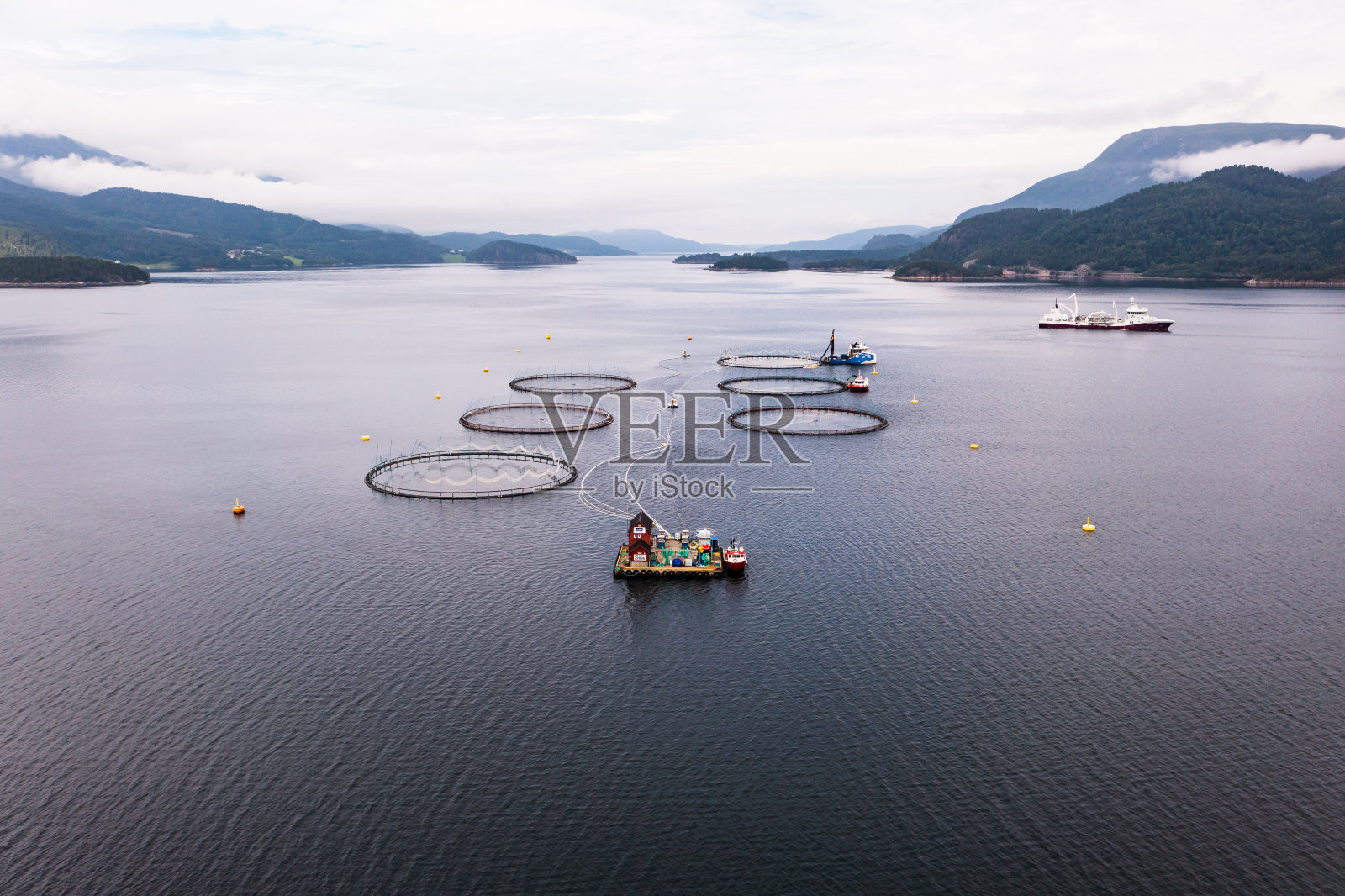 鲑鱼养殖照片摄影图片