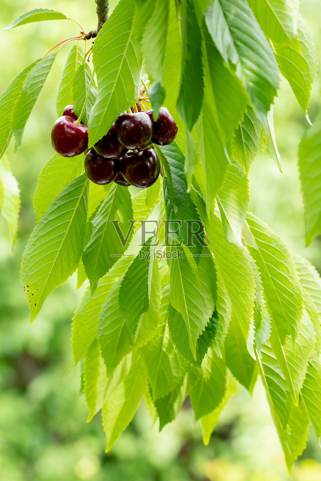 绿色的樱桃枝，上面有浆果照片摄影图片