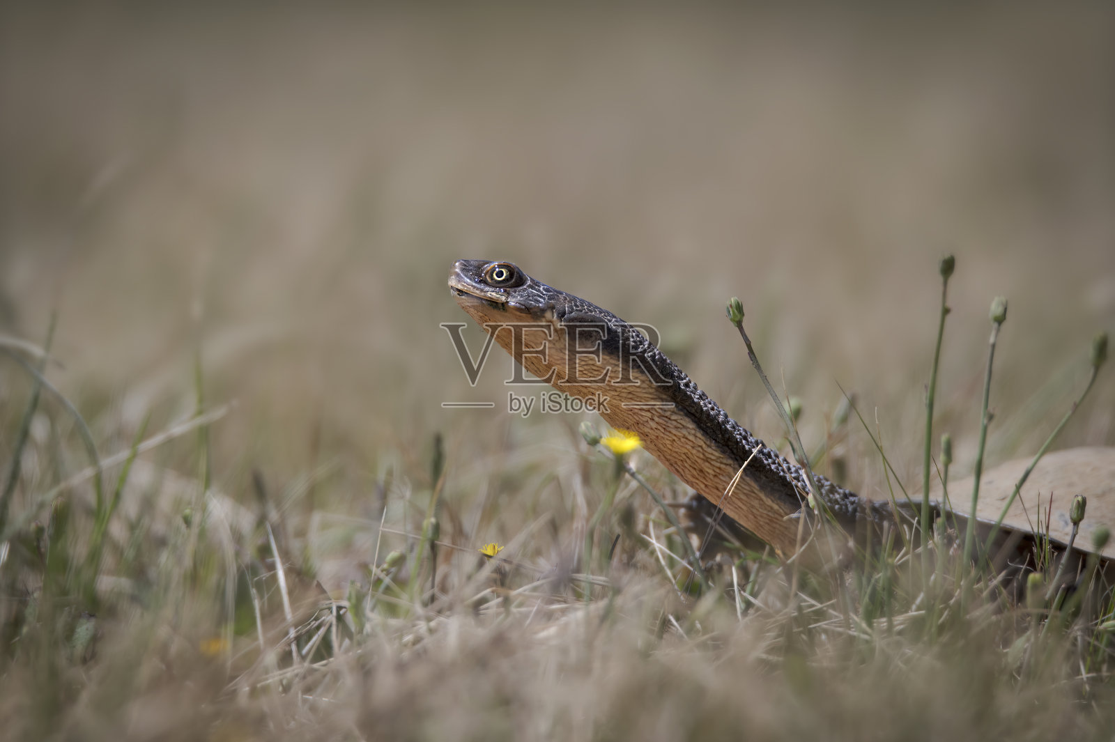 海龟近景(龟鳖)照片摄影图片