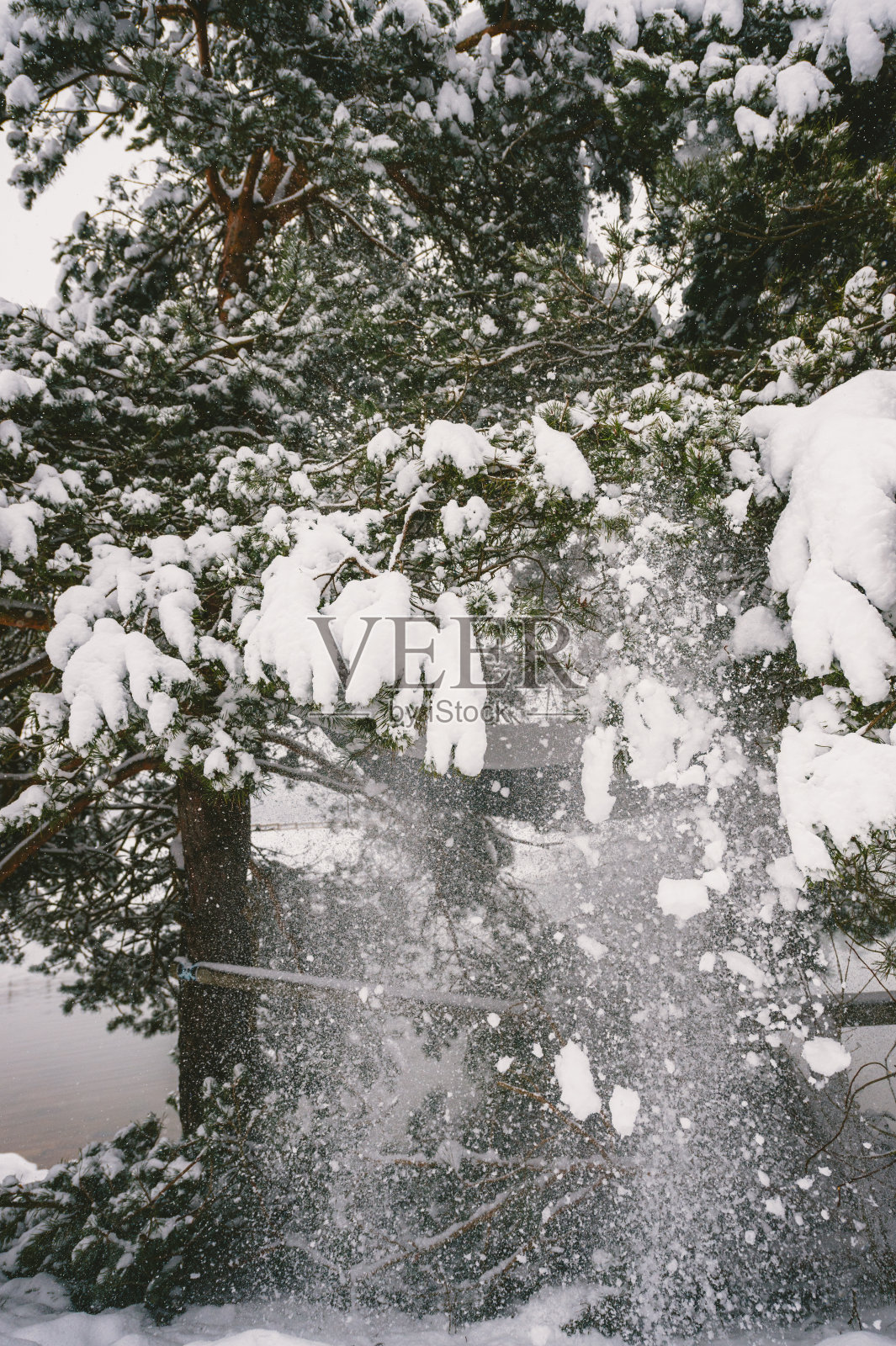 雪从树上掉下来照片摄影图片