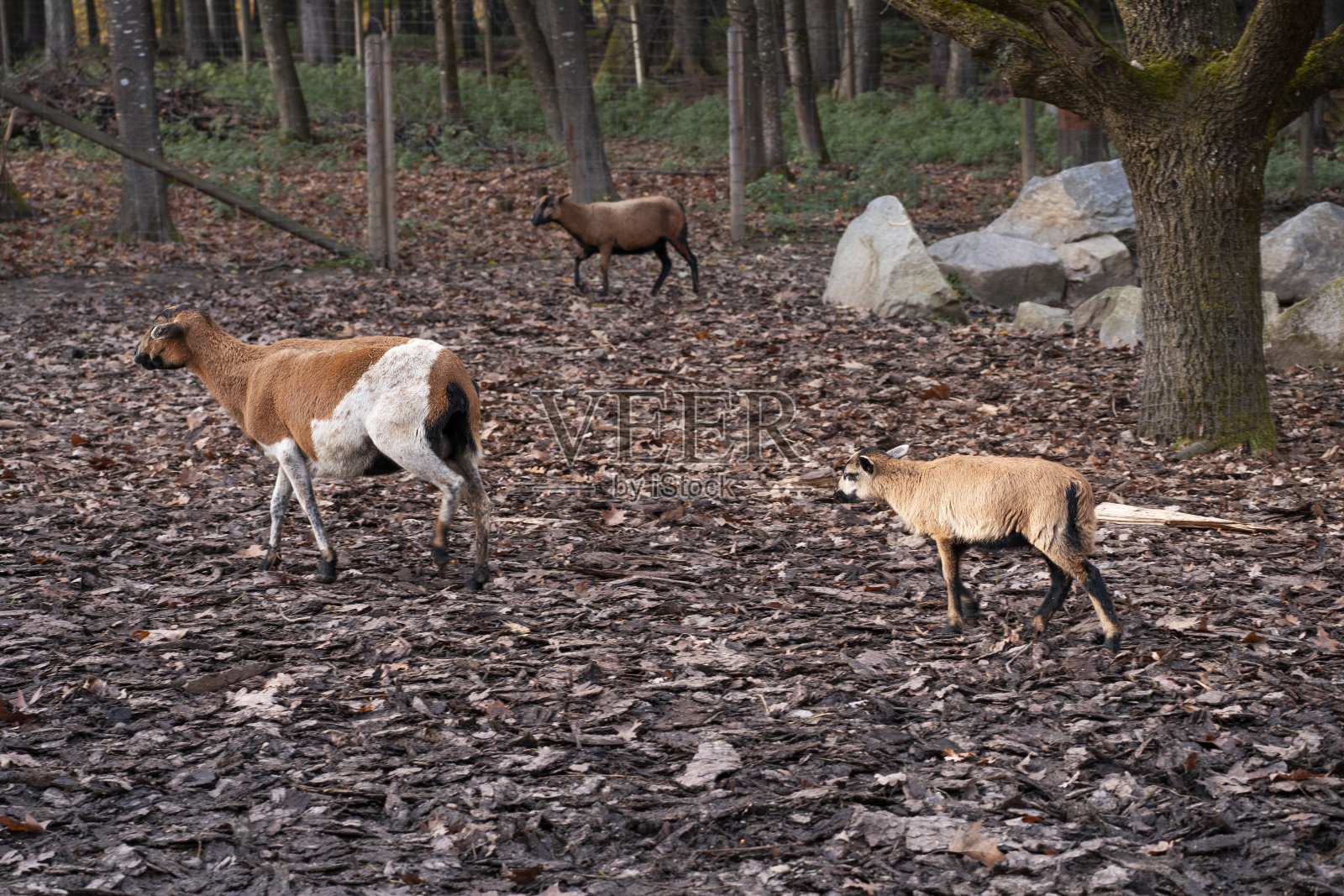 在森林里散步的绵羊照片摄影图片
