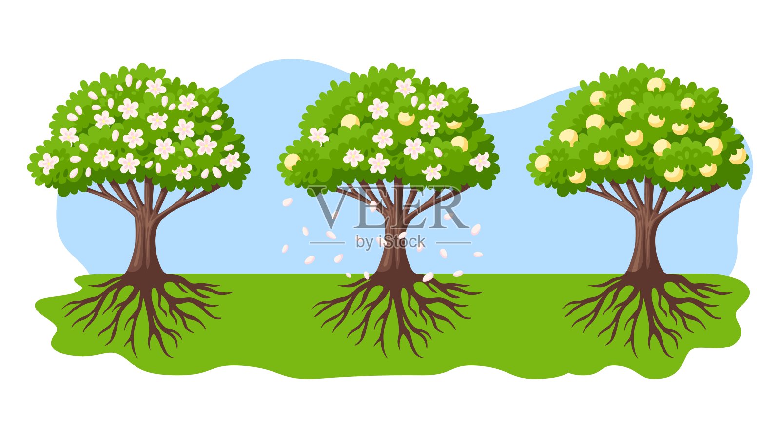 桃树的开花和生长过程。绿色的卡通树，花朵，粉红色的花瓣和成熟的桃子。农业，水果农业。矢春樱花园插画图片素材