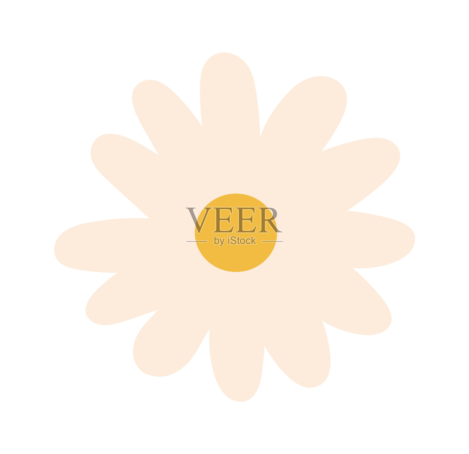 洋甘菊花头。矢量图插画图片素材