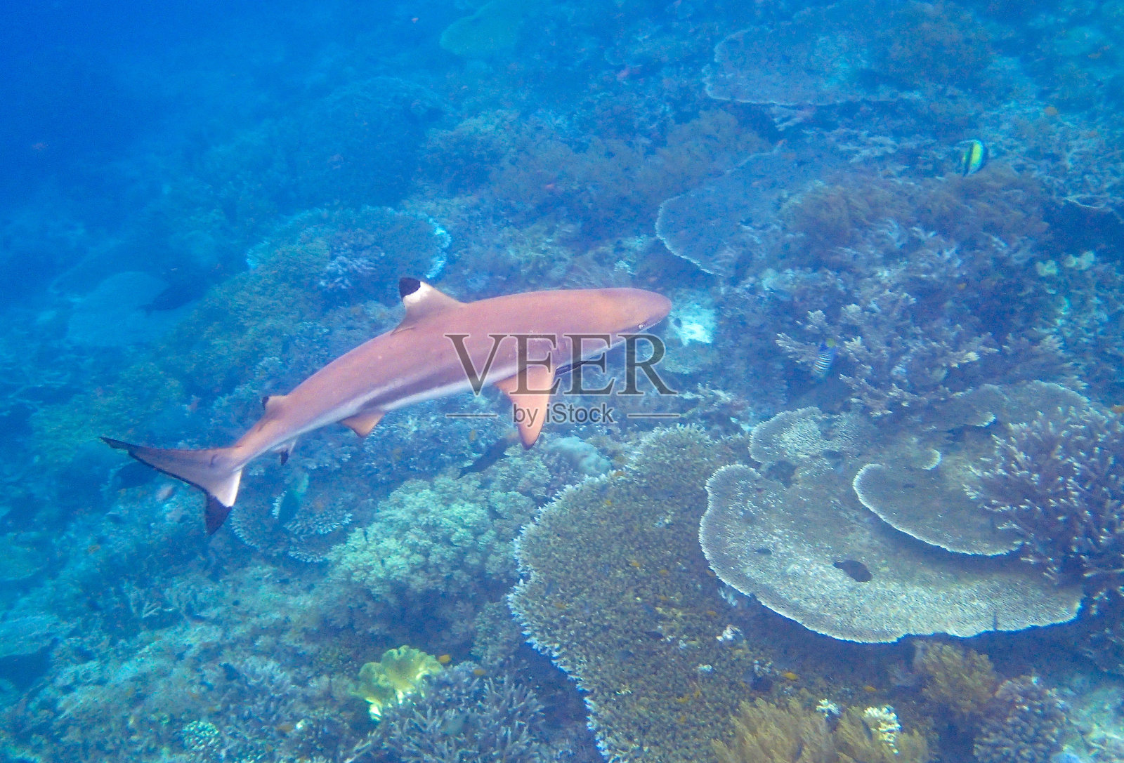 黑鳍礁鲨(黑鳍礁鲨)照片摄影图片