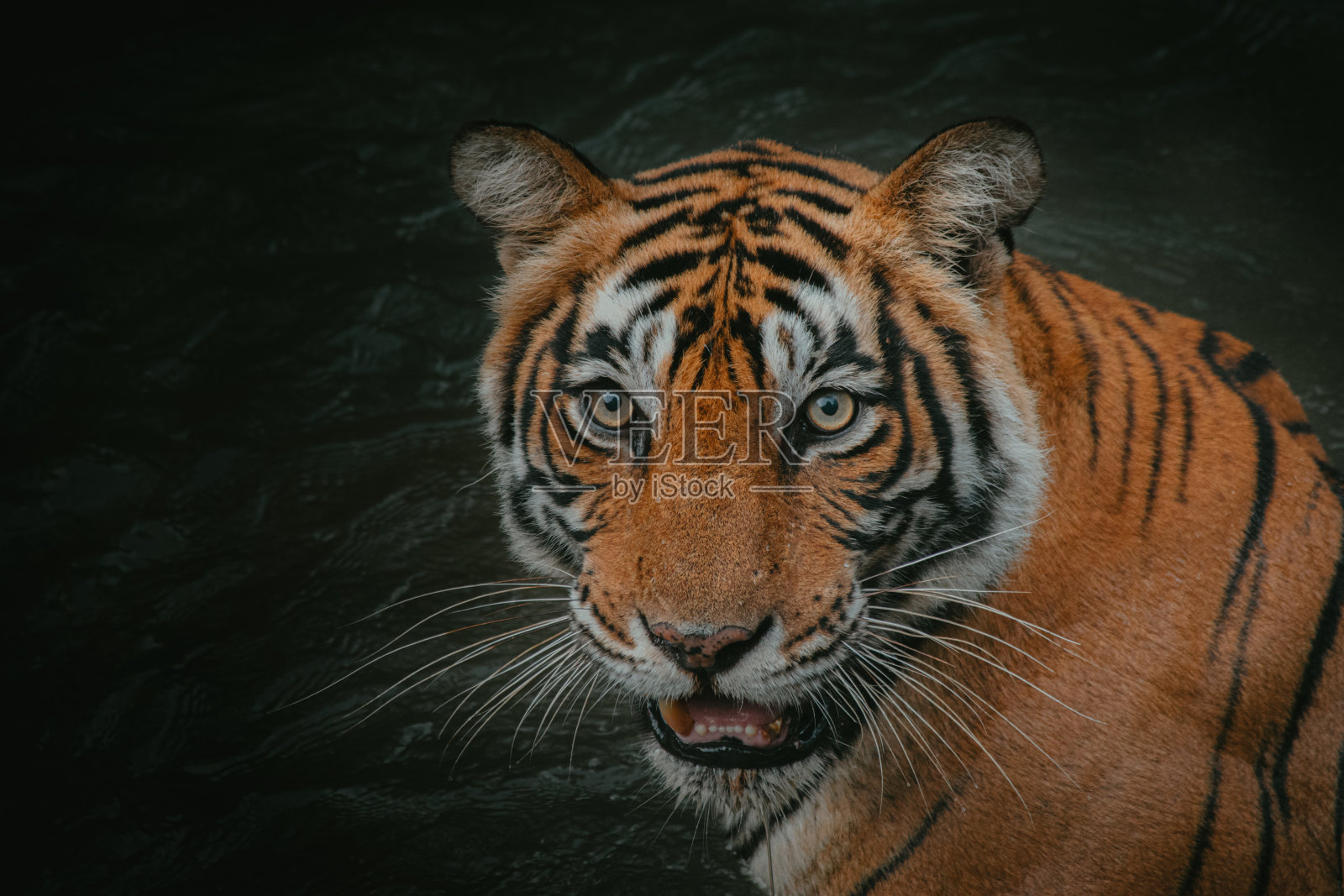 在黑暗的背景下，一只孟加拉虎张开嘴巴的特写镜头照片摄影图片